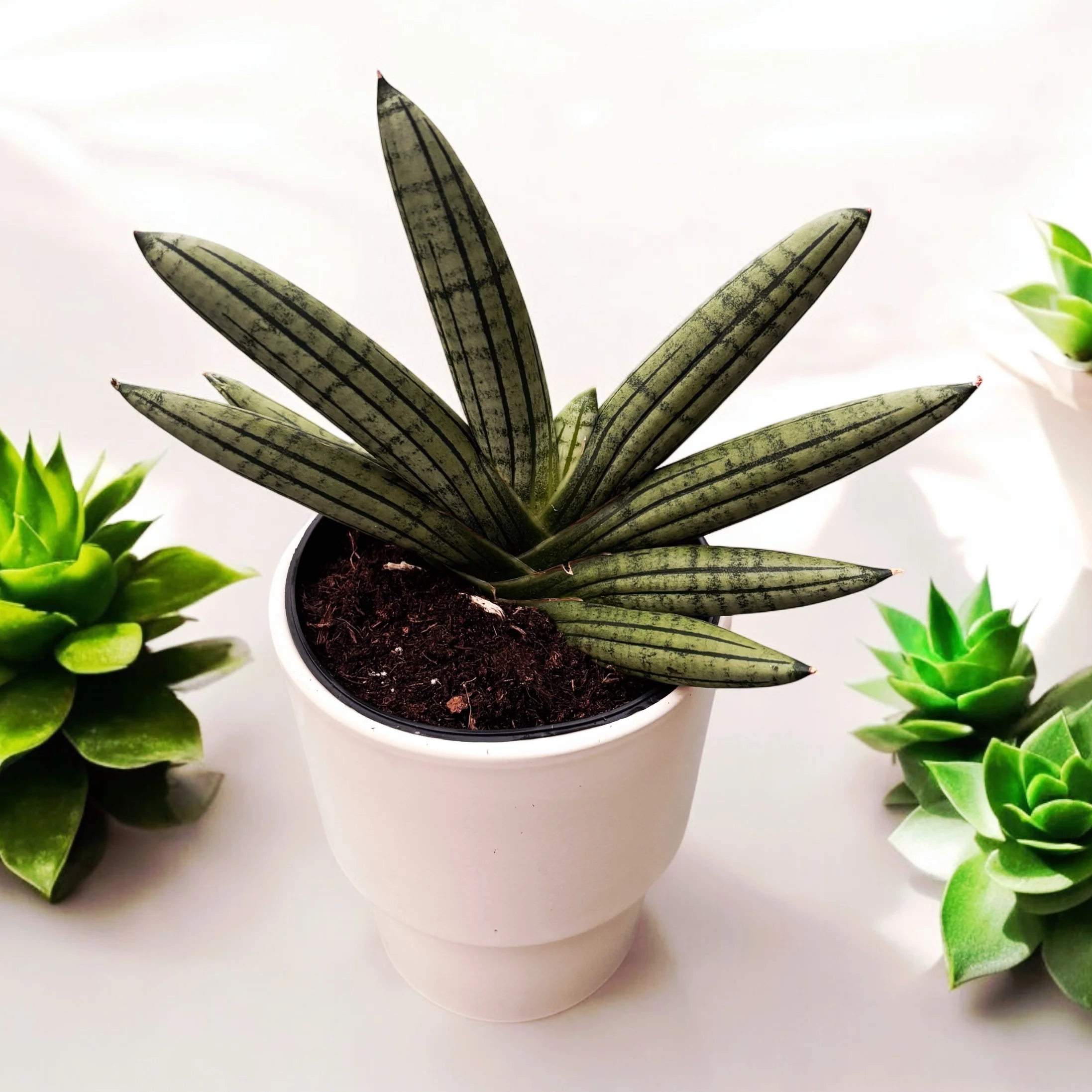 Sansevieria inti