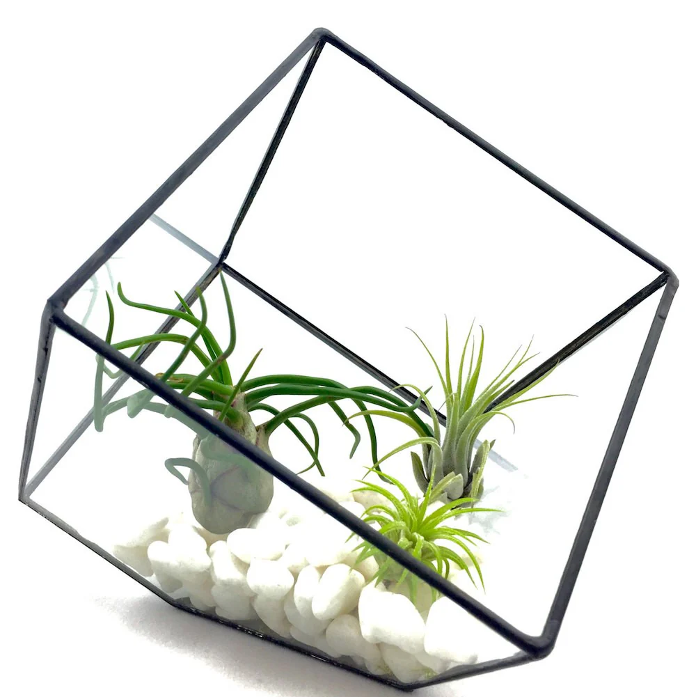 Terrarium patrat cu 3 Tillandsia Air Plant