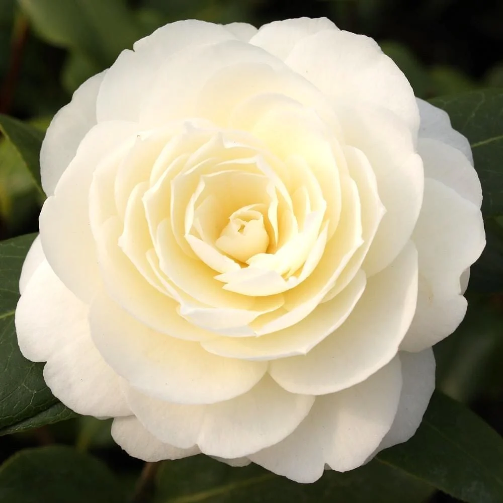 Camellia japonica 'Dahlonega’ – floare dubla (rezistenta la inghet)