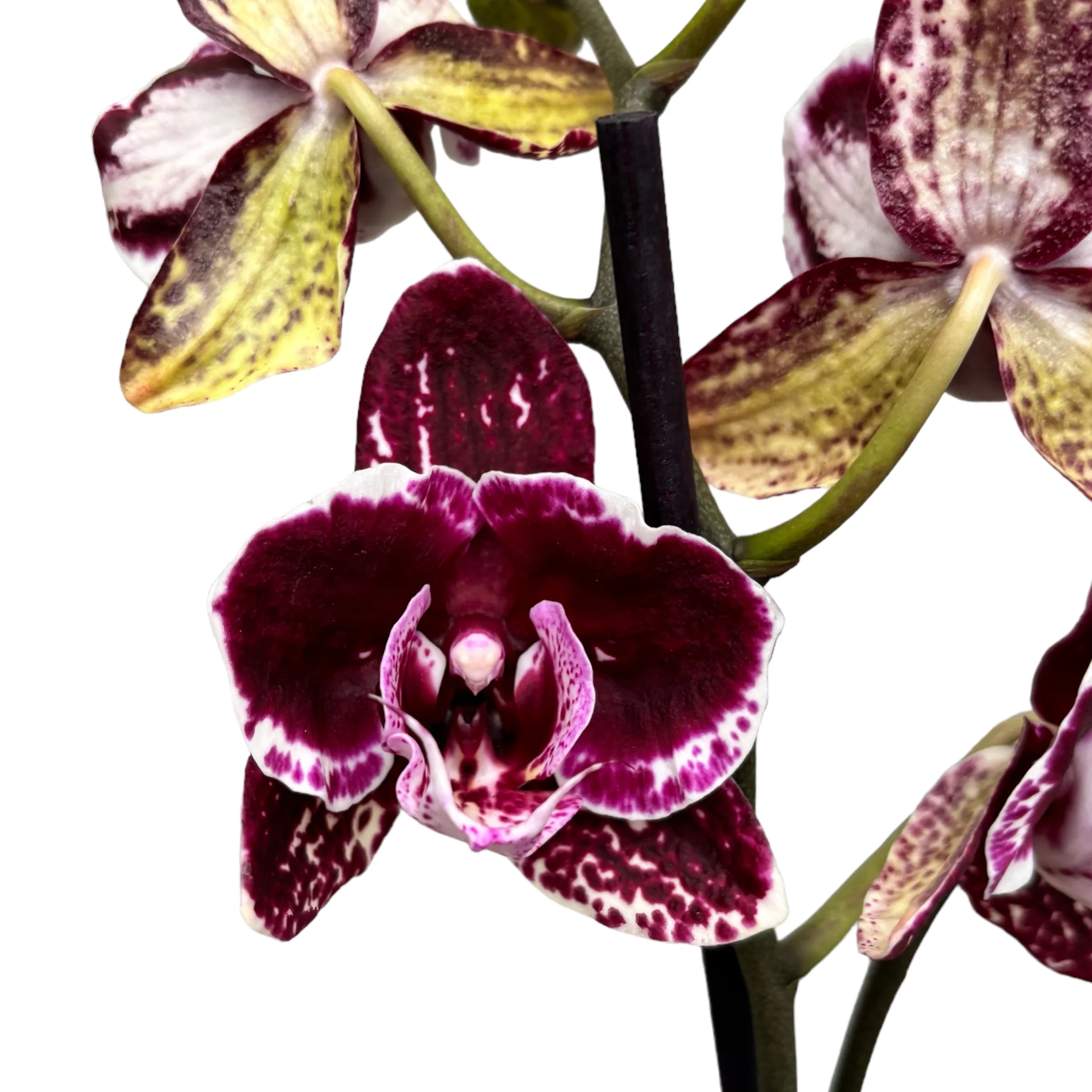 Phalaenopsis 'Limited #10’ big lip