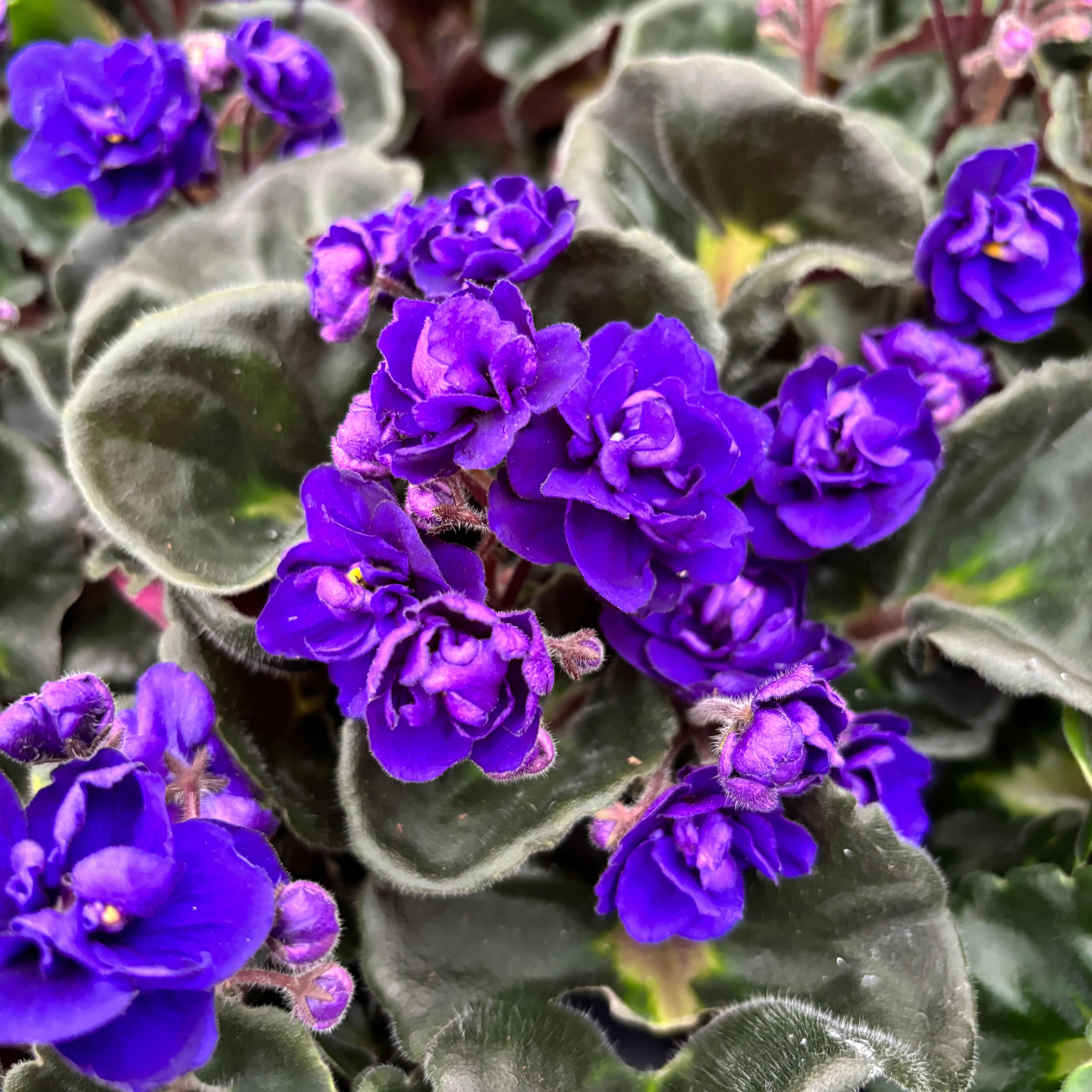 Saintpaulia Rococo Violet – Violete de Parma cu flori duble