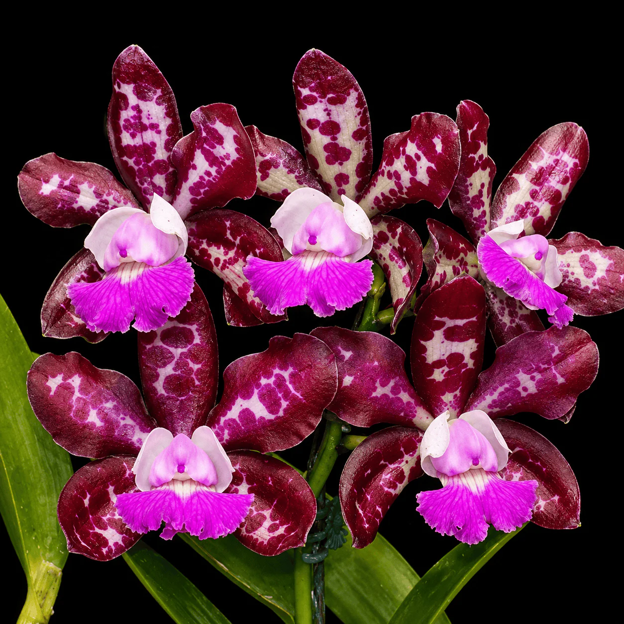 Cattleya Royal Cognac 'Wilson’ – flori parfumate