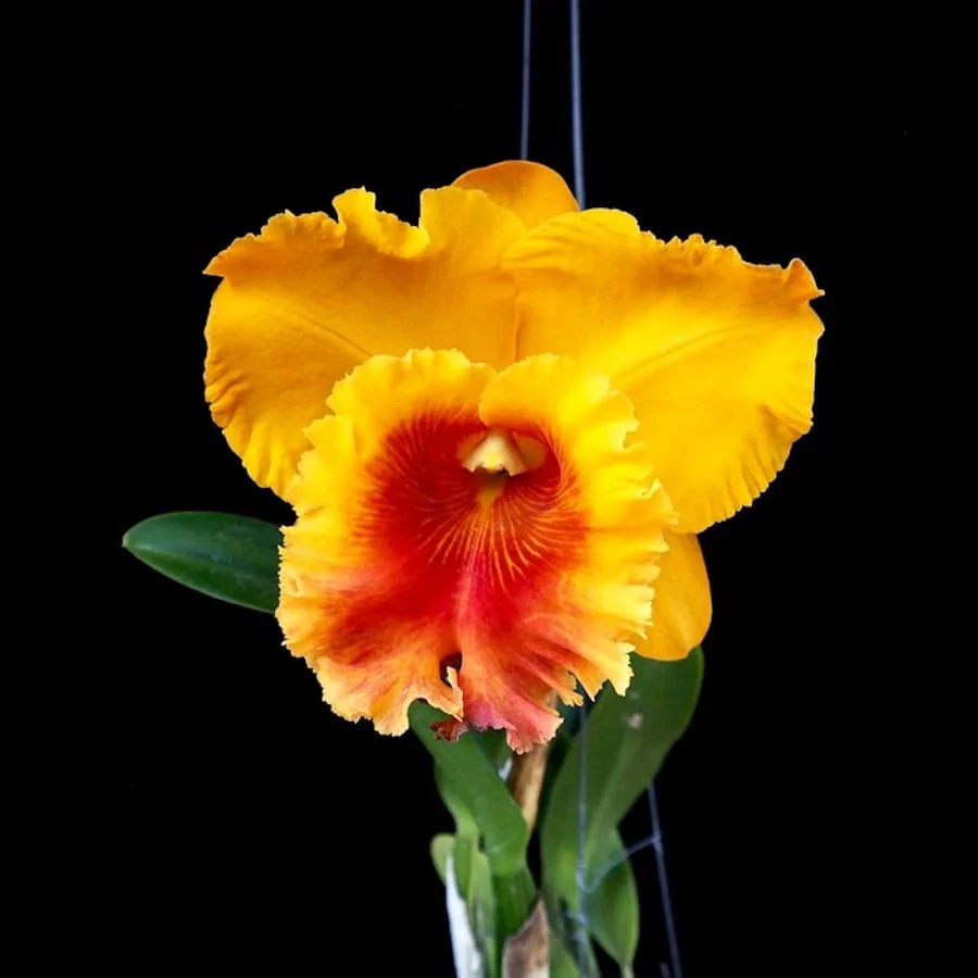 Rlc. NP Gold 'Monkey Butt’