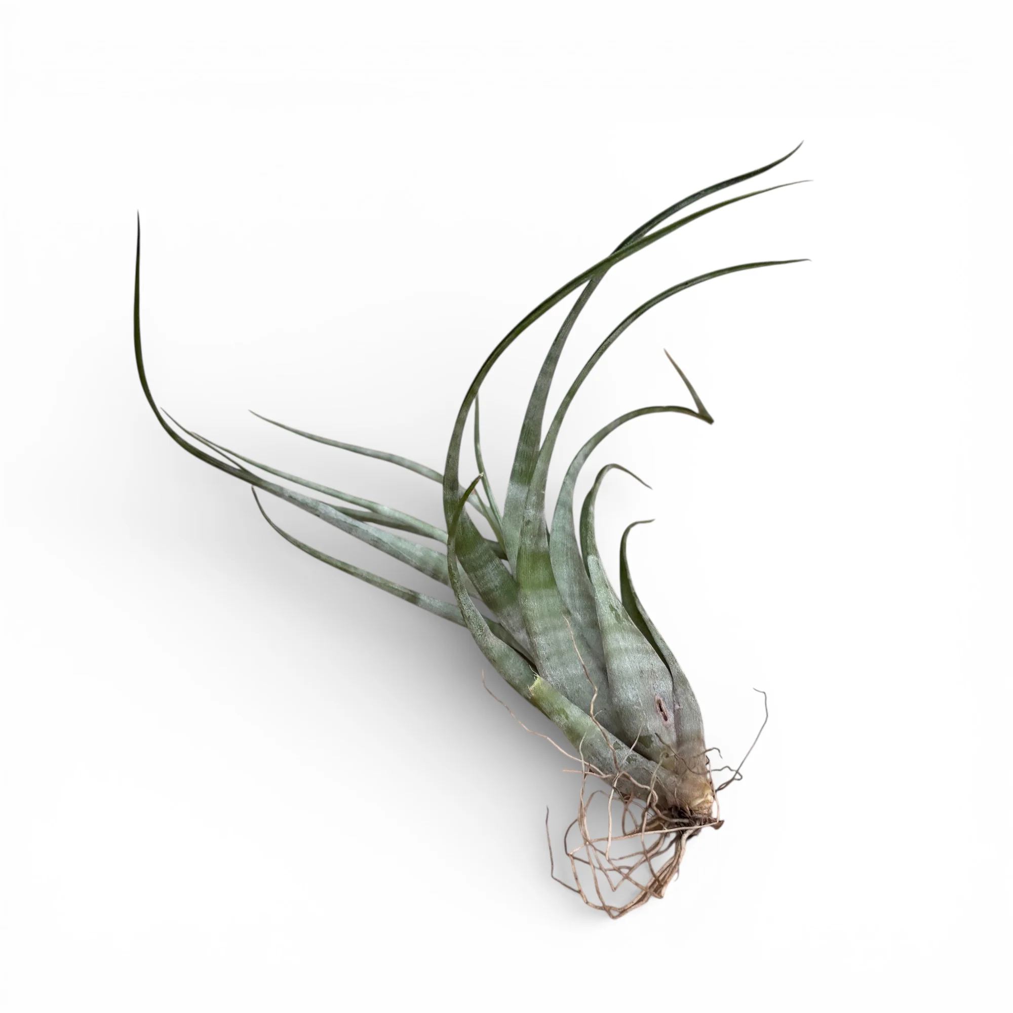 Tillandsia flexuosa (Suriname) – planta aeriana exotica, cu frunze rasucite si aspect sculptural