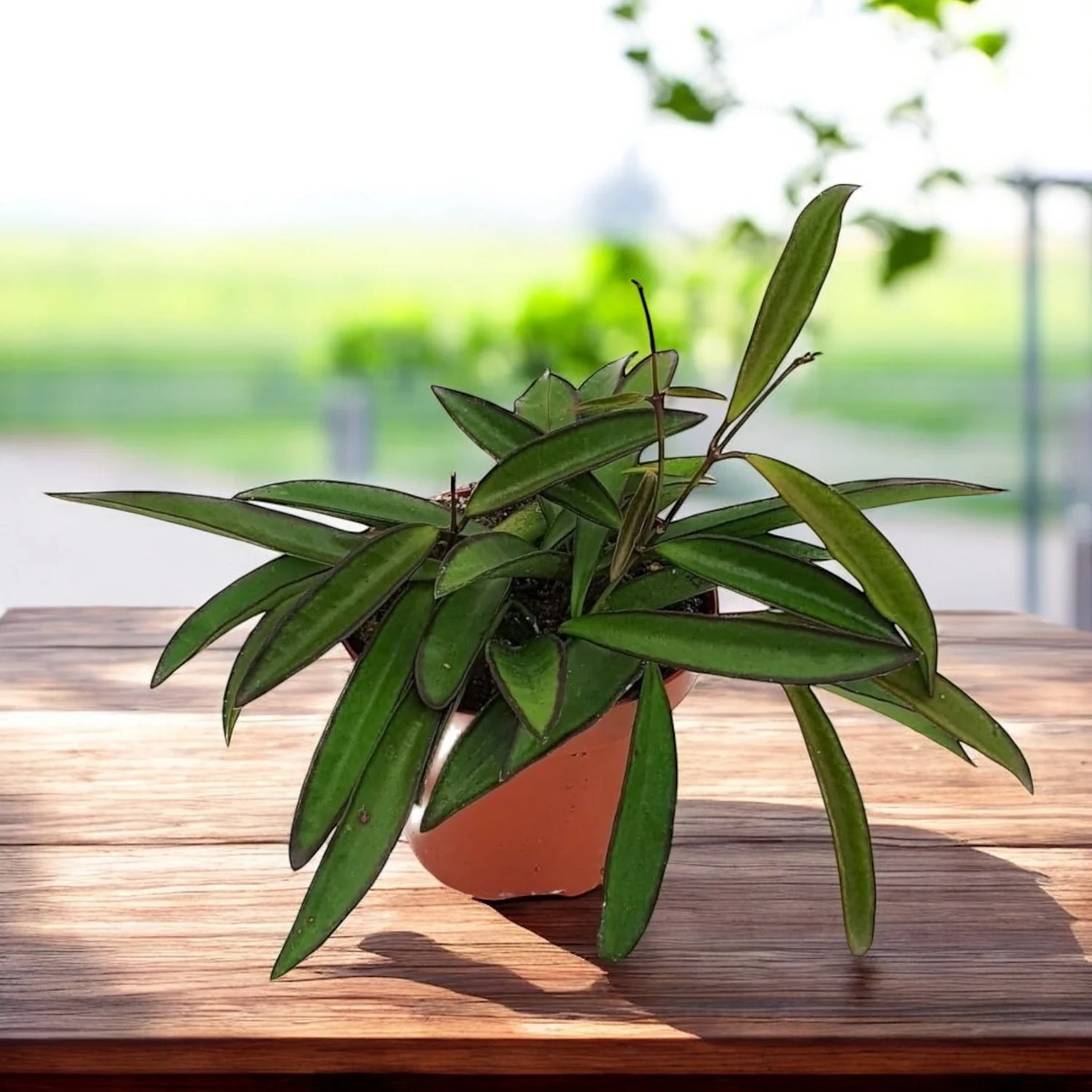 Hoya wayetii D9 – 3+ plante/pot