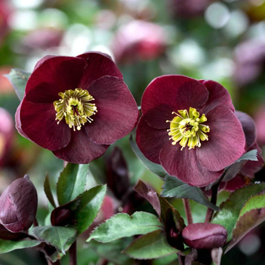 Helleborus Ice N’ Roses Barolo (Spanz) – flori mari