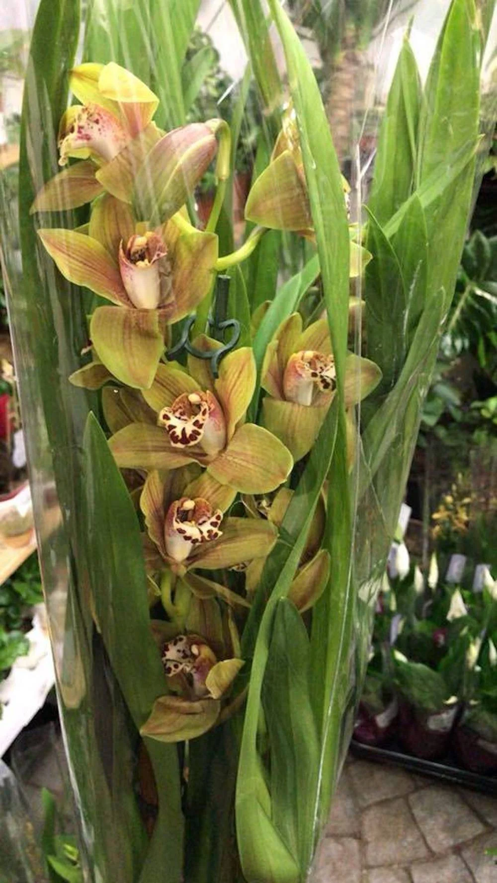 Orhidee Cymbidium Loch Torridon Copper