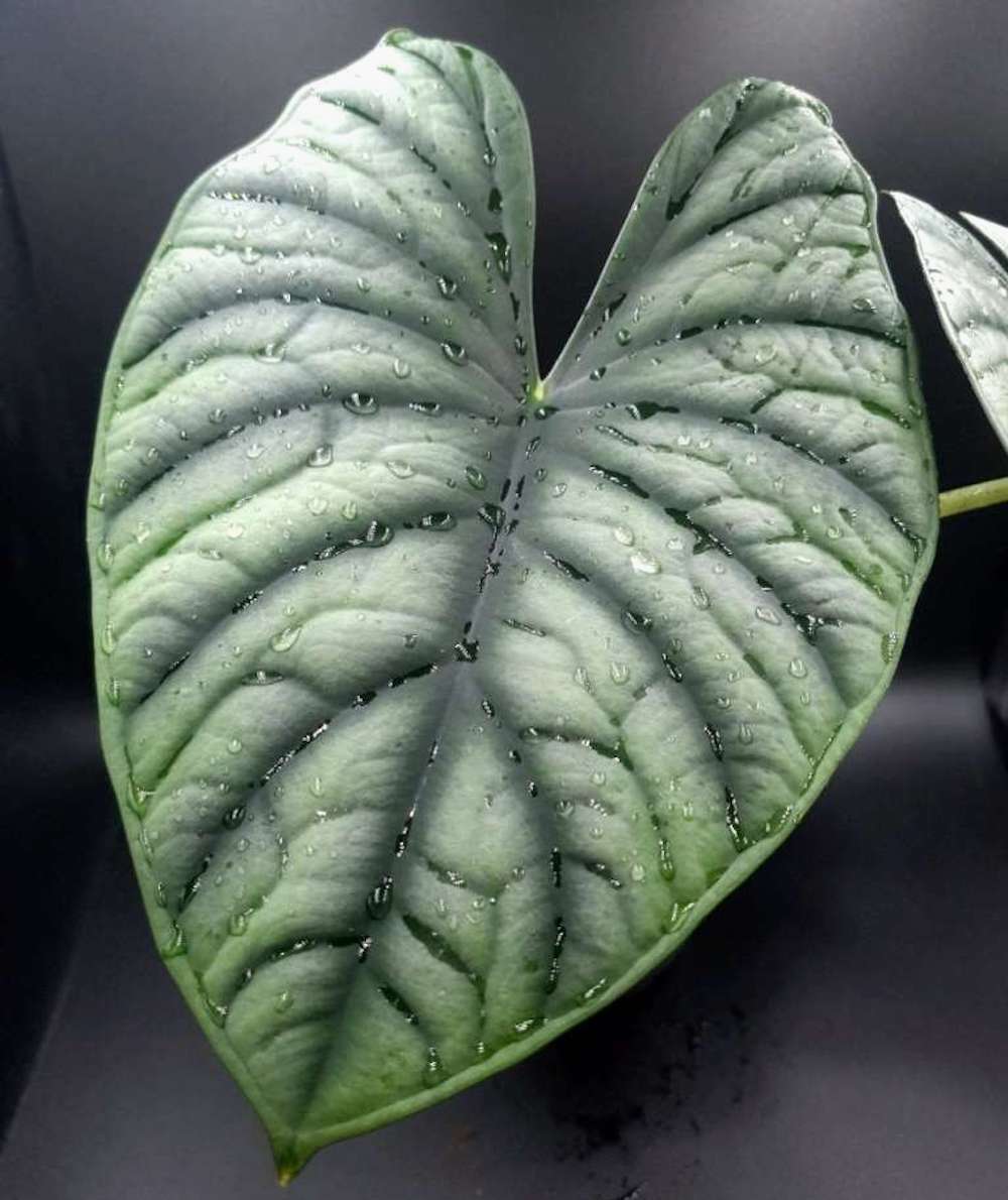 Alocasia 'Silver Nebula’