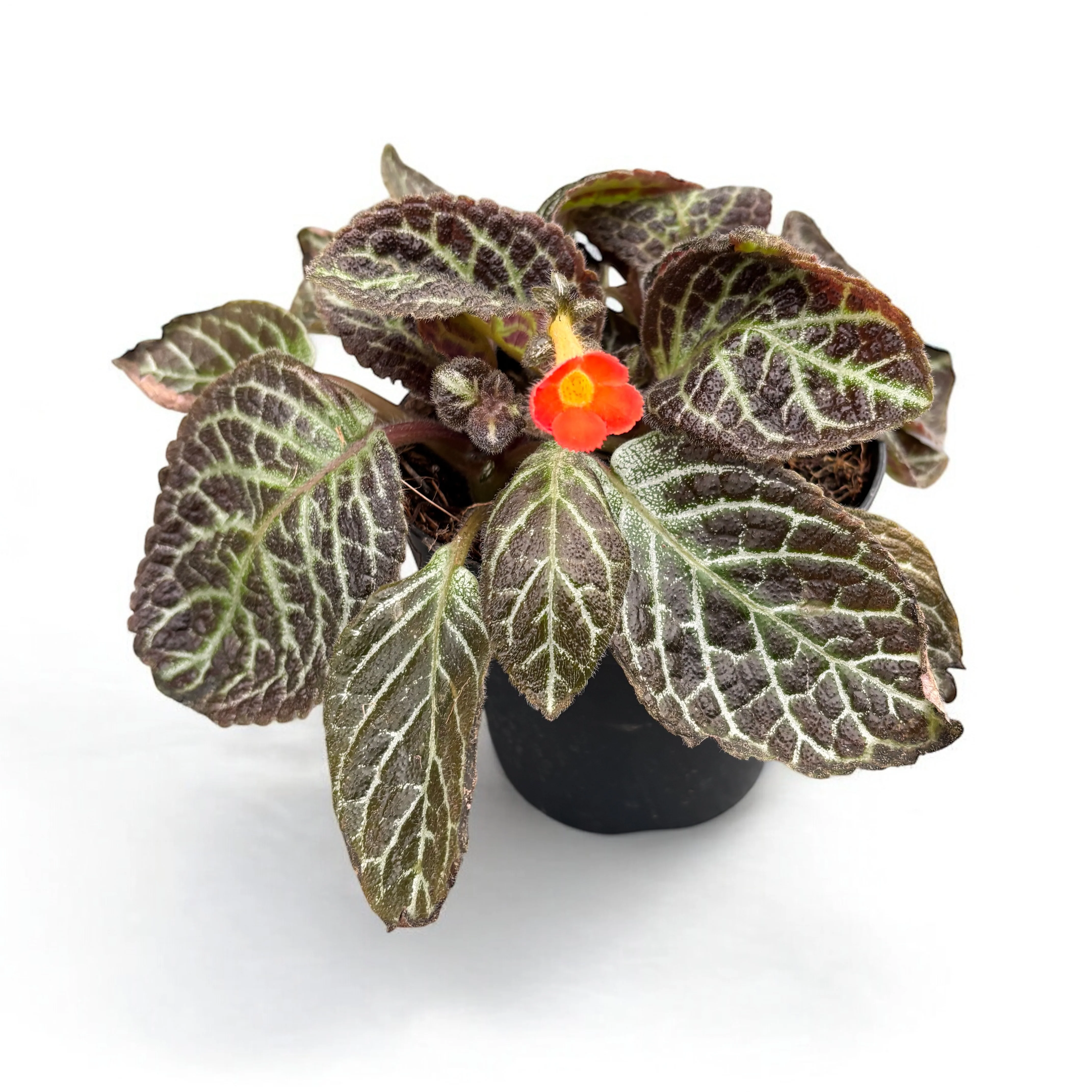 Episcia cupreata 'Karlyn’