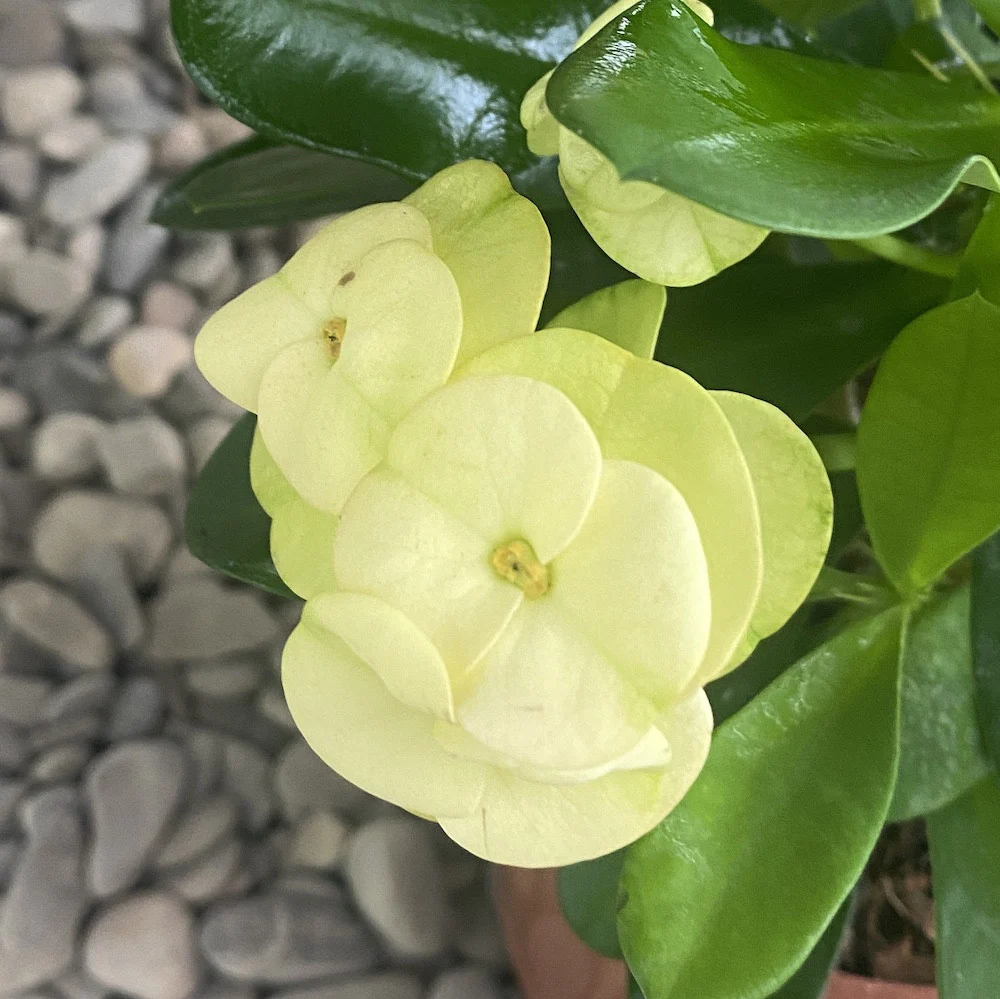 Euphorbia Milii galbena – Coroana lui Isus