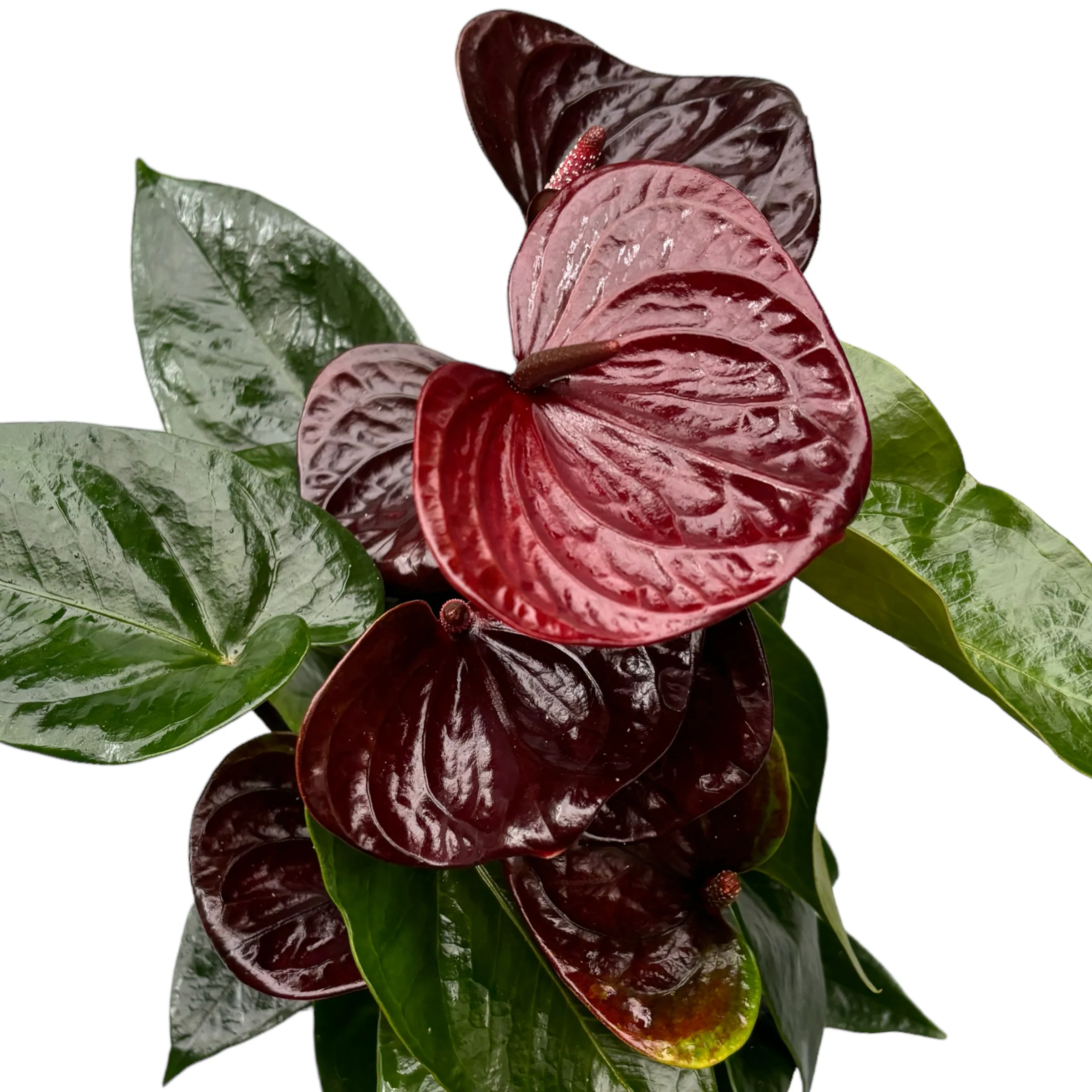 Anthurium 'Essencia’