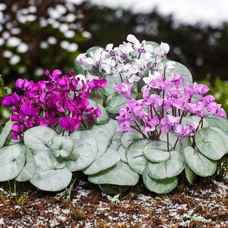 Cyclamen coum ‘Silver Leaf’ – bijuterie de iarna cu frunzis argintiu