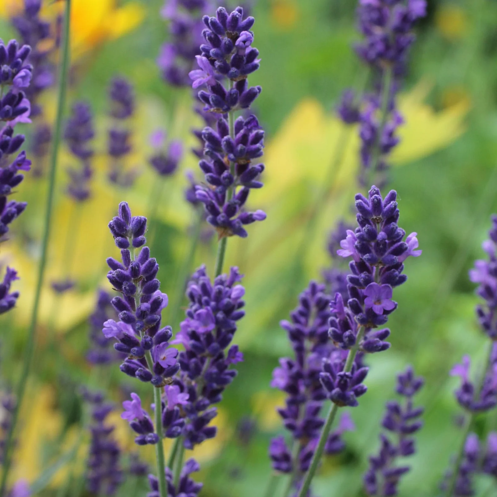 Lavanda in ghiveci – Lavandula angustifolia