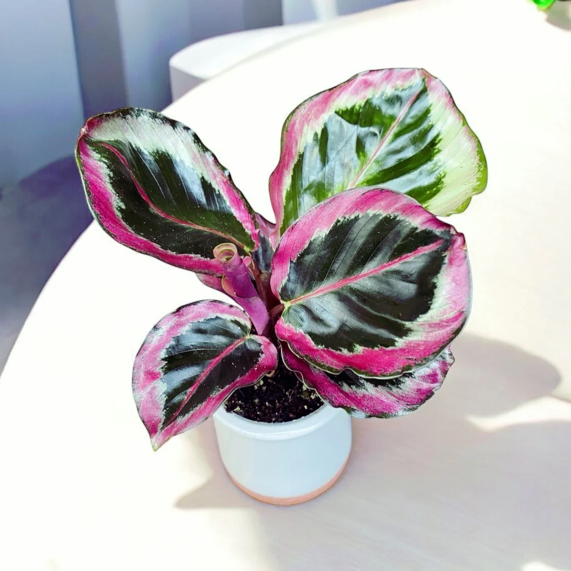 Calathea roseopicta ‘Surprise Star’ – babyplant