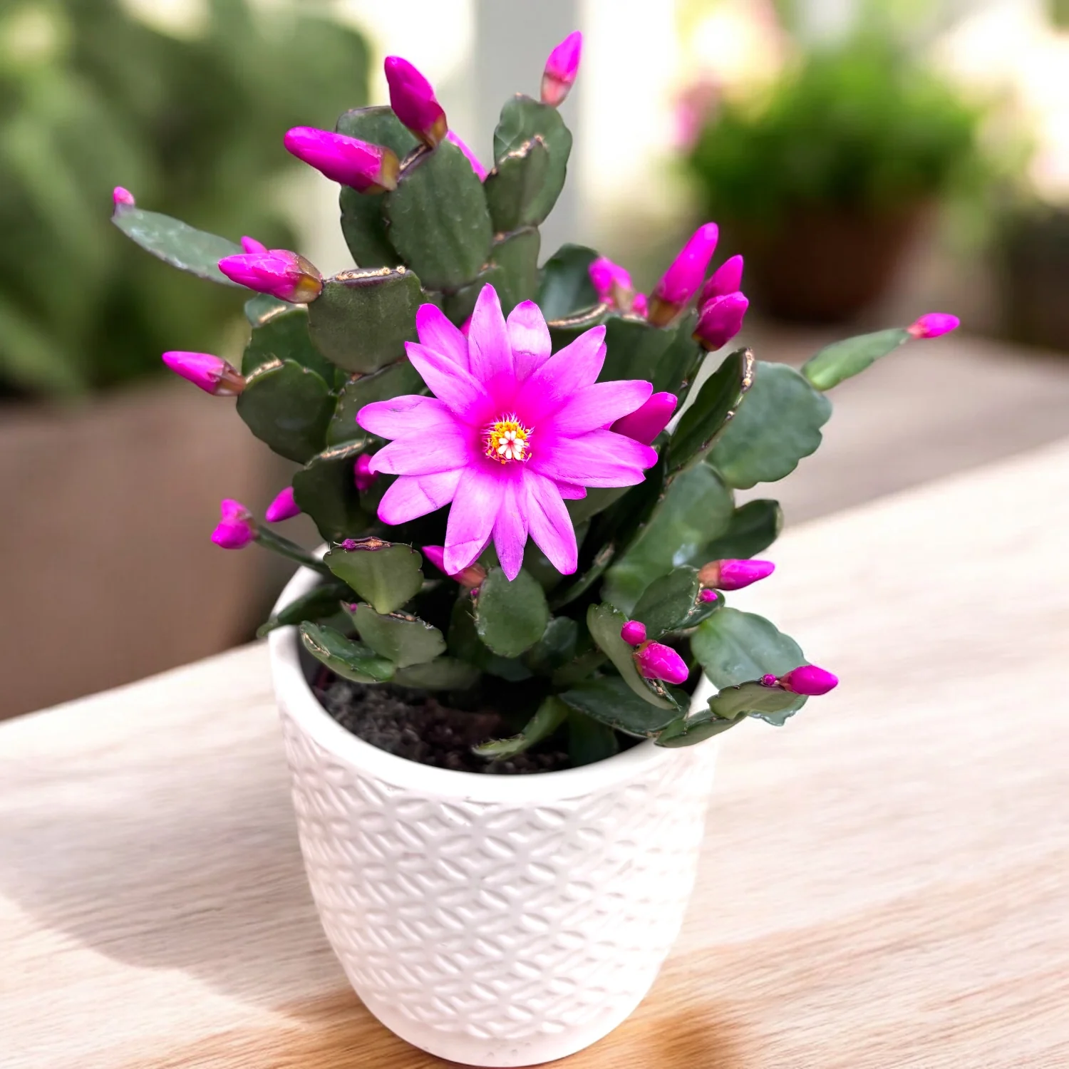 Rhipsalidopsis 'Pegasus’ (floarea pastelui) 2pp