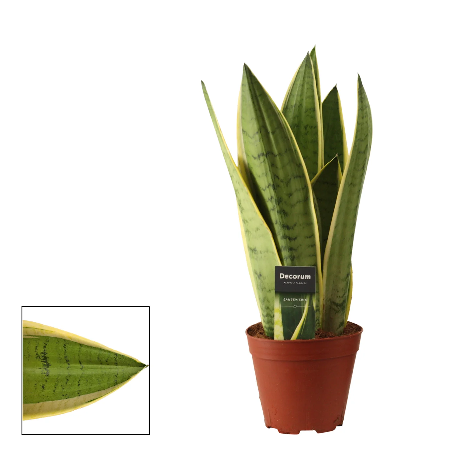 Sansevieria 'White Snow’ D14