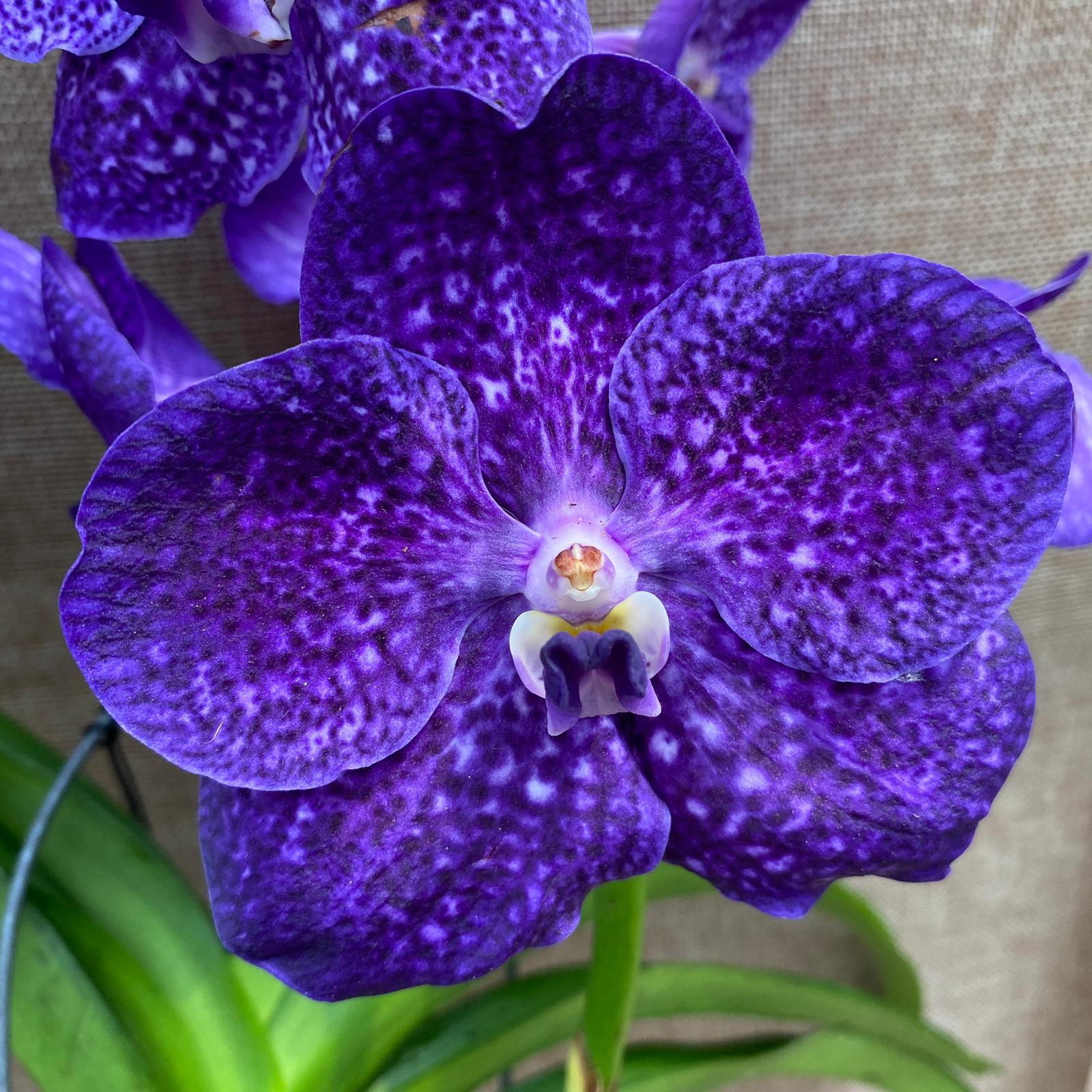 Vanda Tweed Blue XXL 4p (Ansu) – TWEED11
