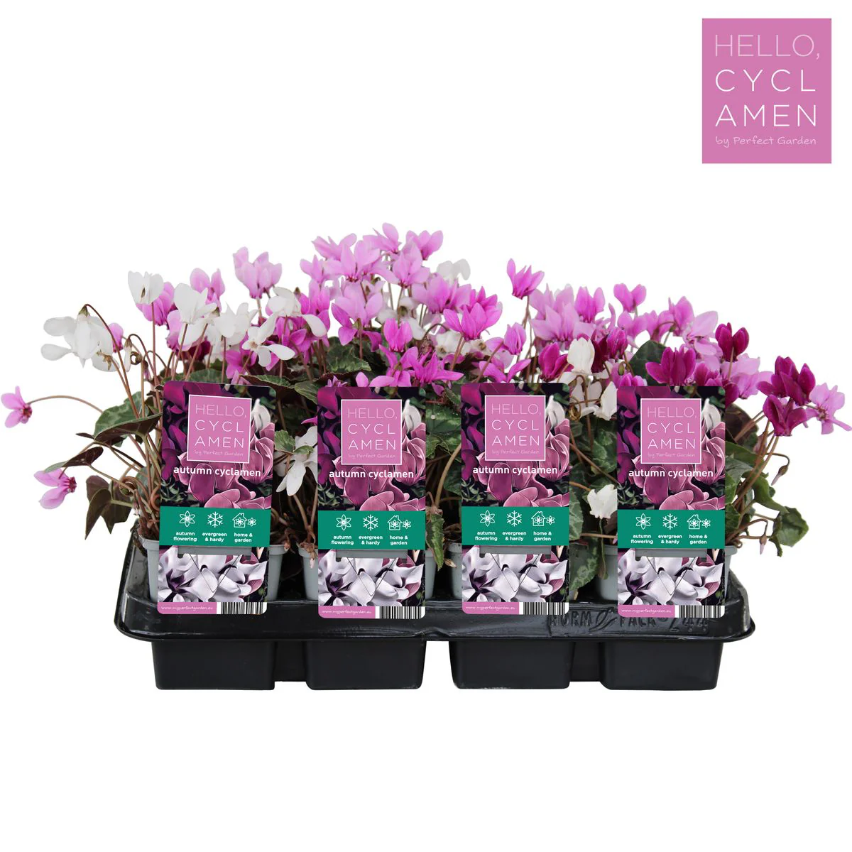 Cyclamen hederifolium mix – Cyclamen de toamna (de gradina)