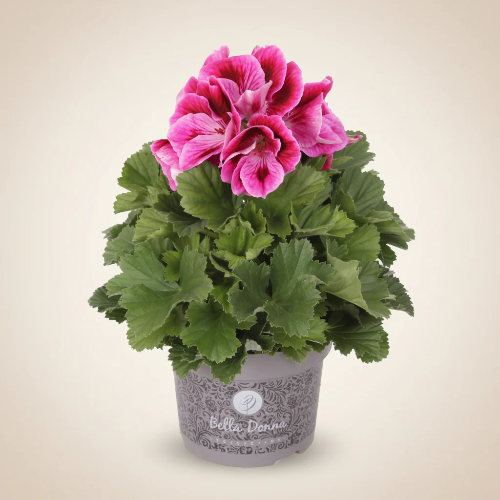 Pelargonium grandiflorum 'Don Mario’ – muscata englezeasca cu flori mari pentru balcon si terasa