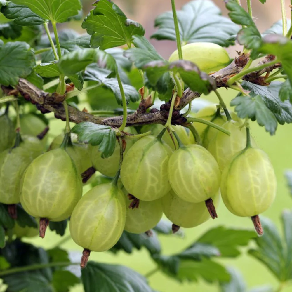 Agris verde – Ribes uva-crispa 'Invicta’ D15