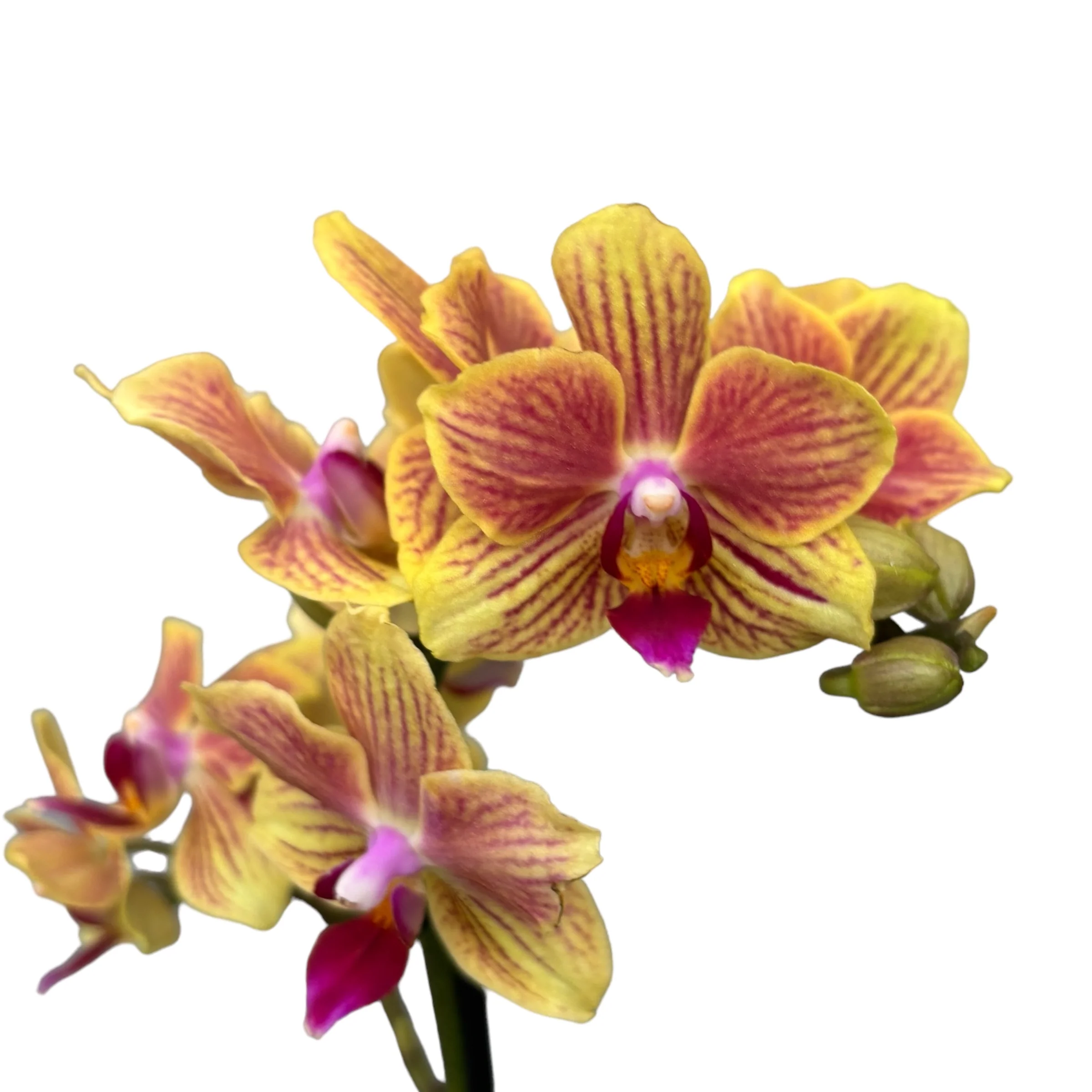 Phalaenopsis Indy (mini)