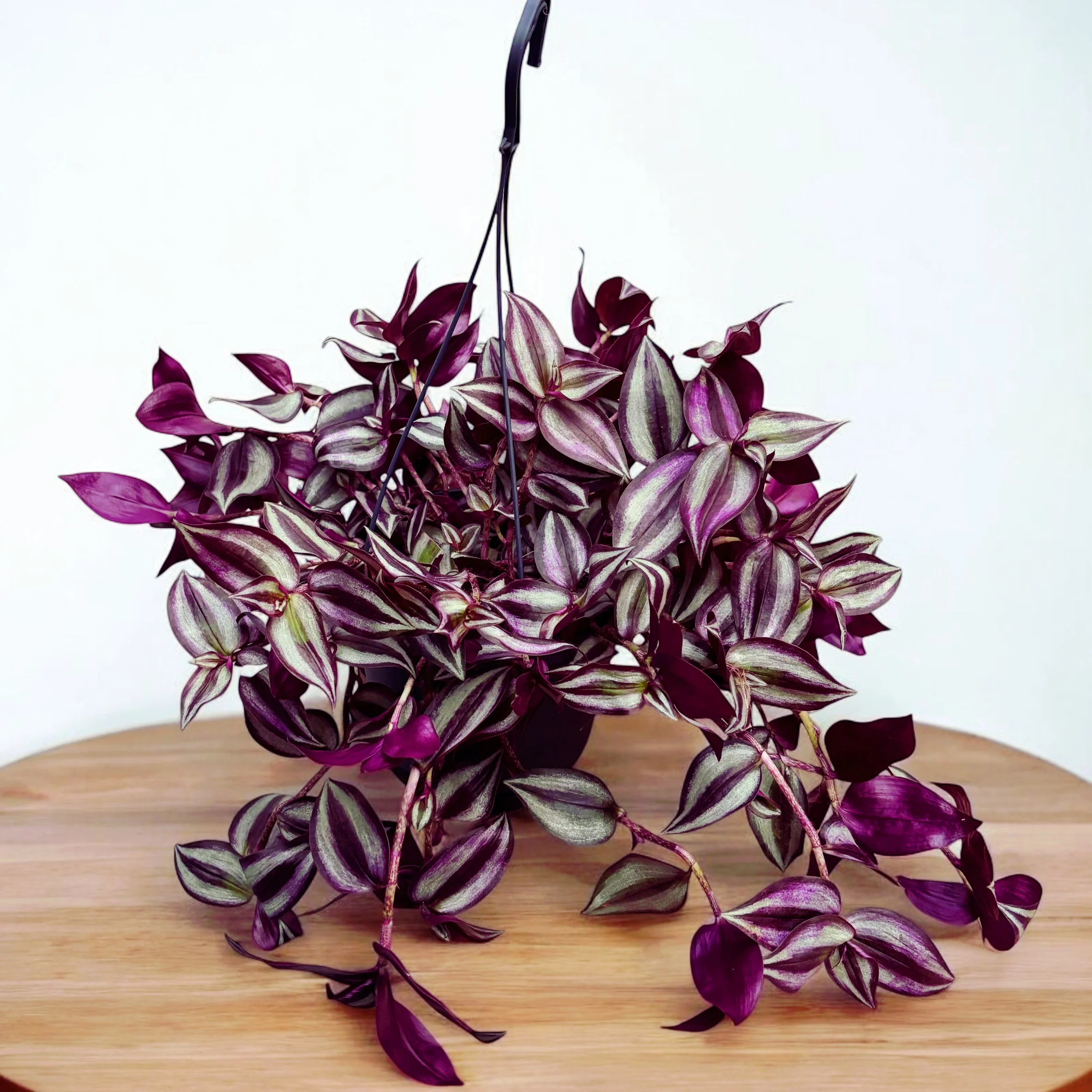 Tradescantia zebrina ‘Violet Hill’ – Planta curgatoare cu frunze violet – argintii pentru decor interior