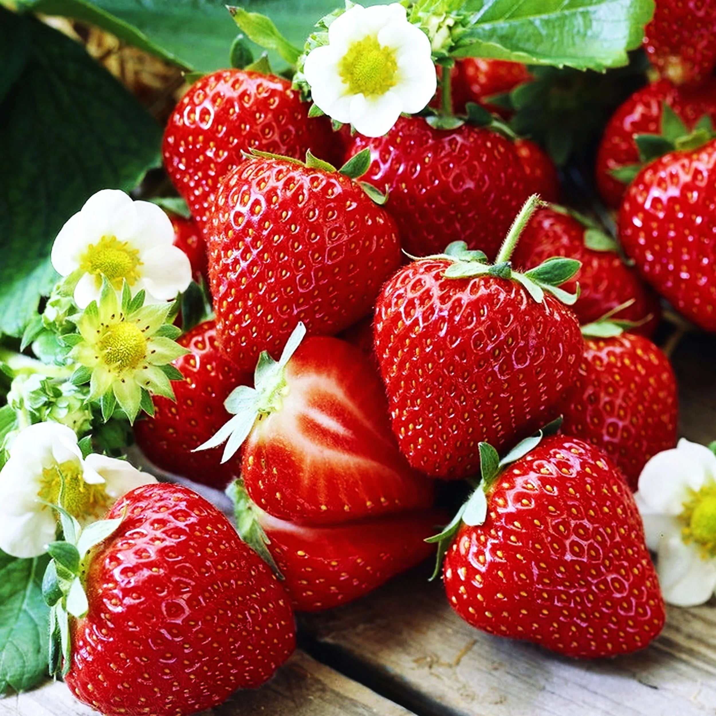 Capsun remontant – Fragaria x ananassa 'Senga Segana’ – fructe foarte aromate