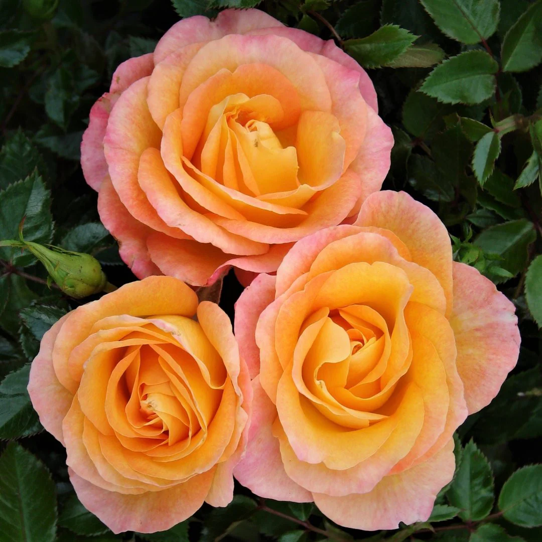 Rosa ‘Britannia’® – Trandafir teahibrid, parfum intens