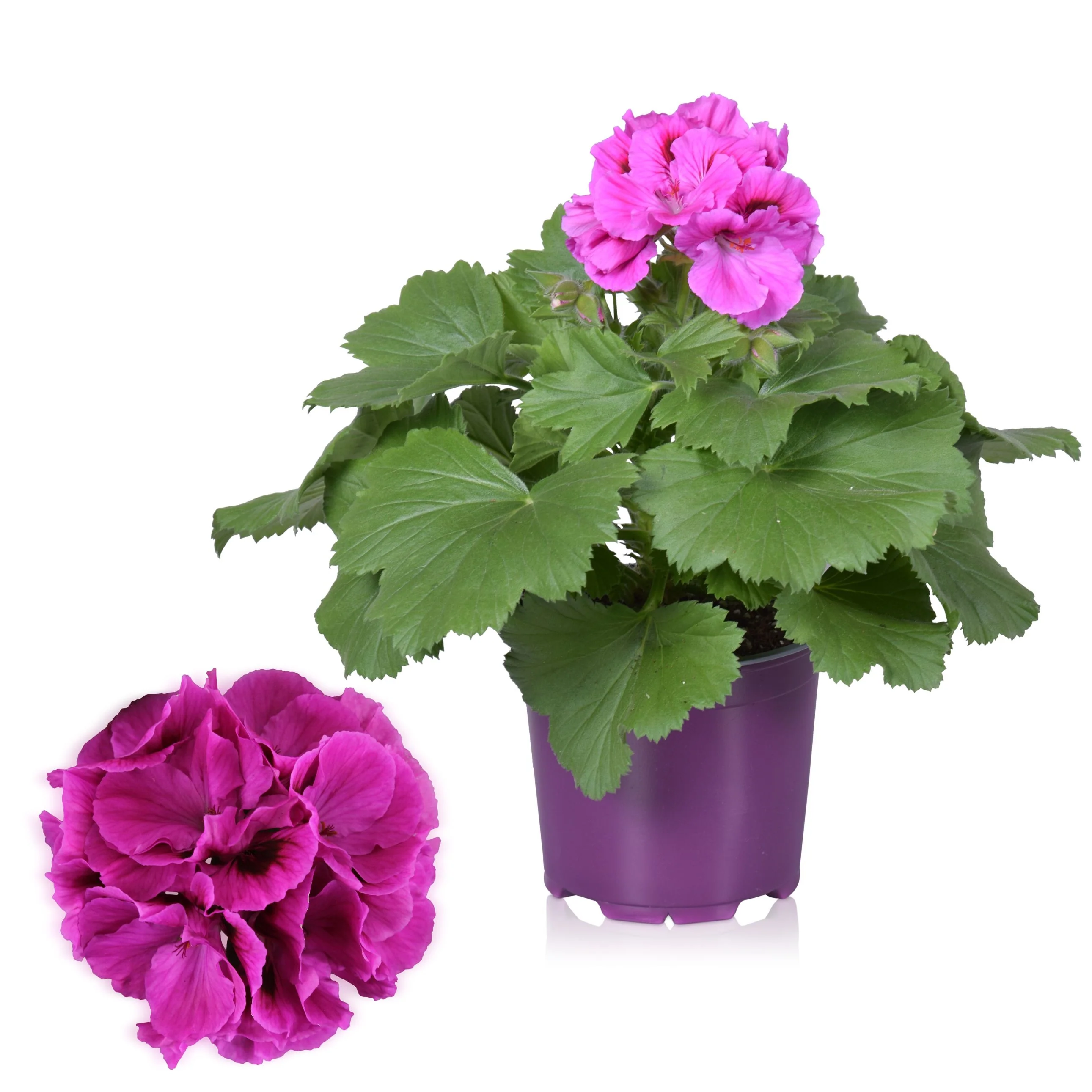 Pelargonium grandiflorum 'Nicolette’ (muscate englezesti)