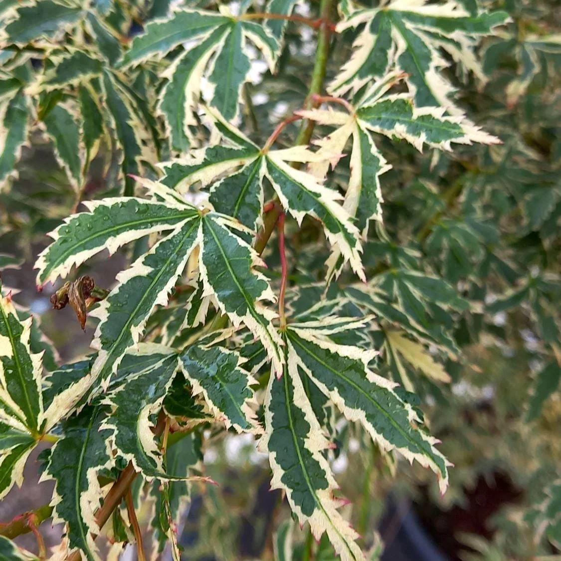 Acer palmatum 'Butterfly’ (Japanese Maple)