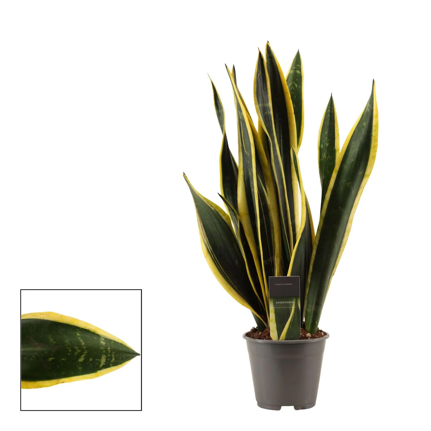 Sansevieria Black Gold D14 – 2 plante/ghiveci, H55cm
