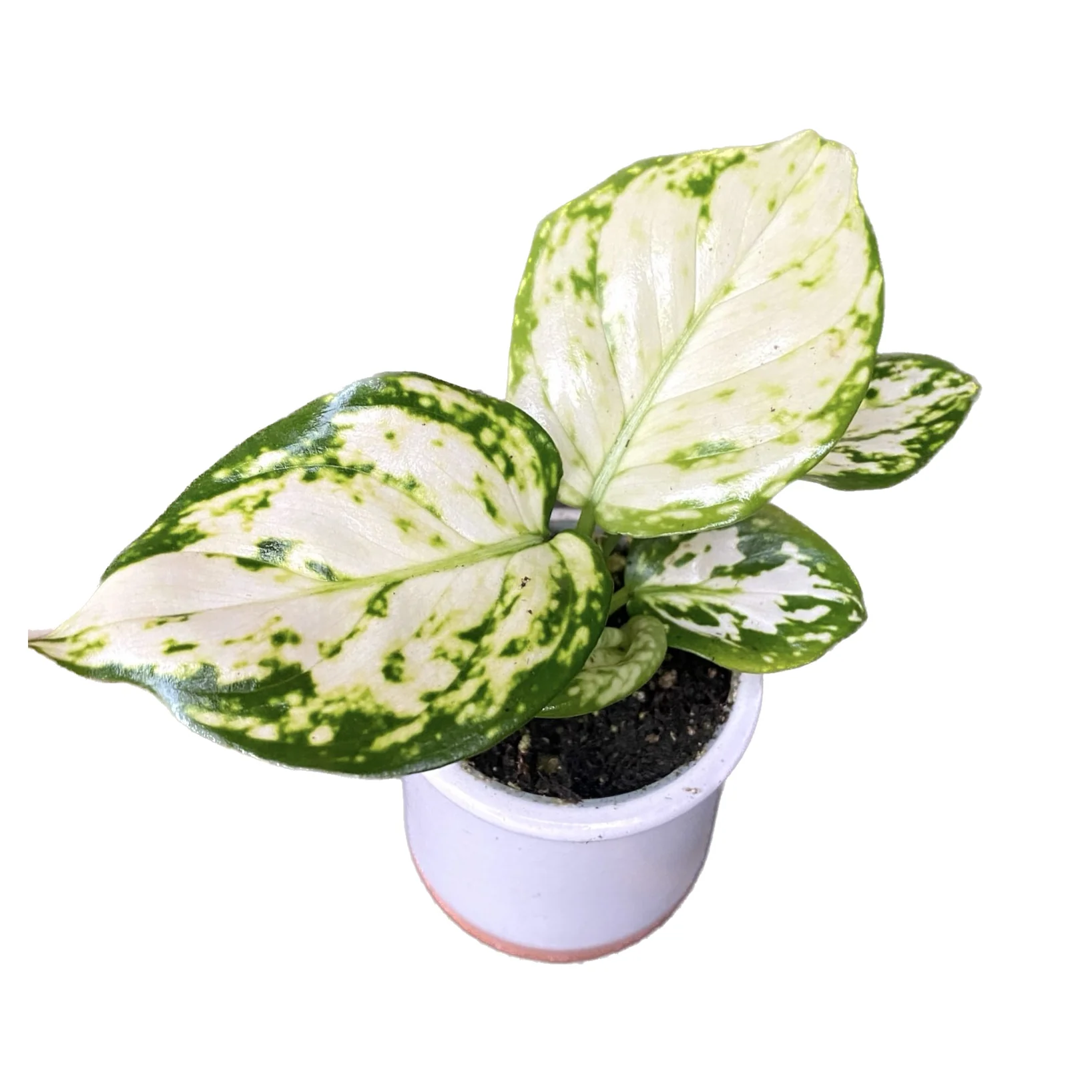 Aglaonema White Spot (Snowflake) *babyplant