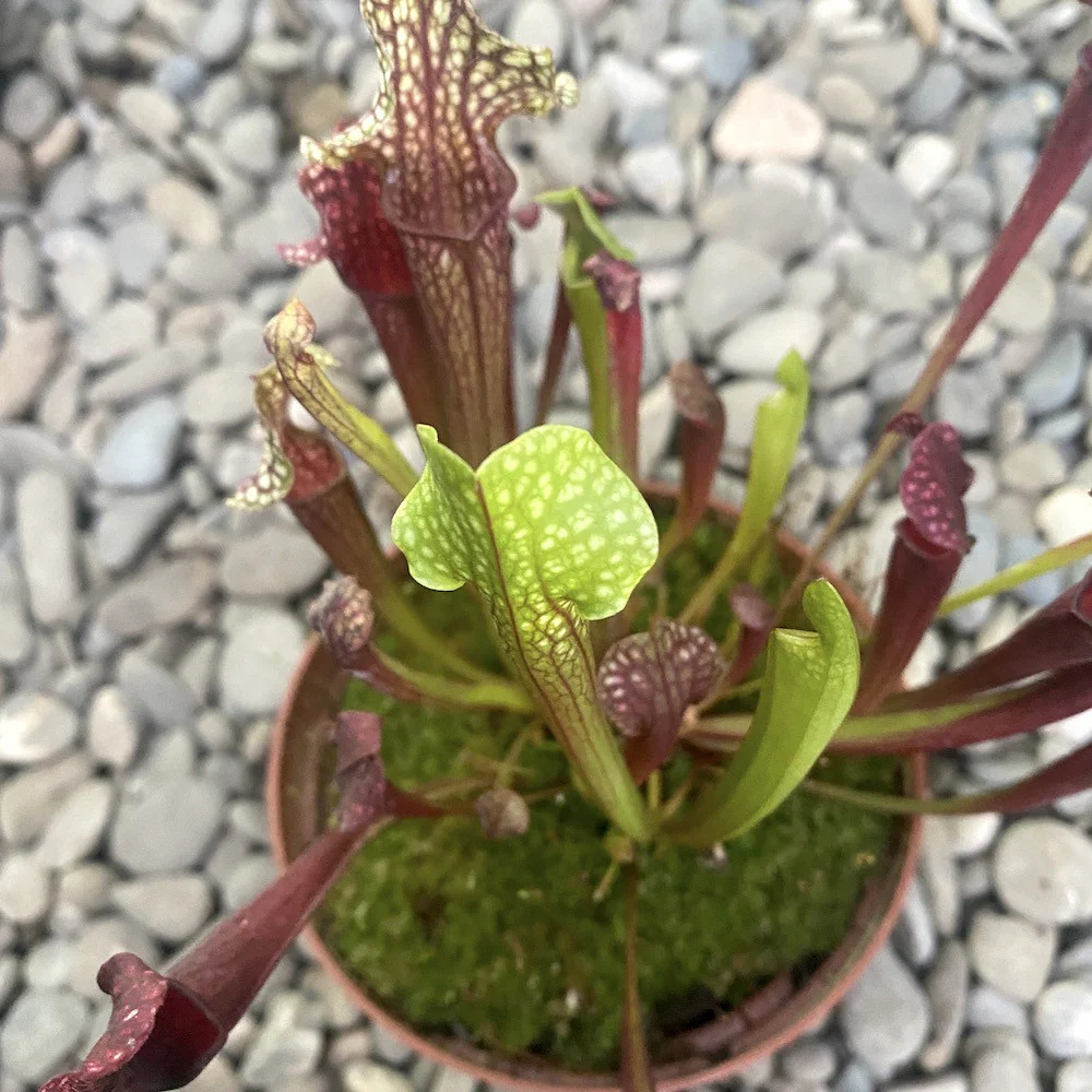 Sarracenia – planta ulcior