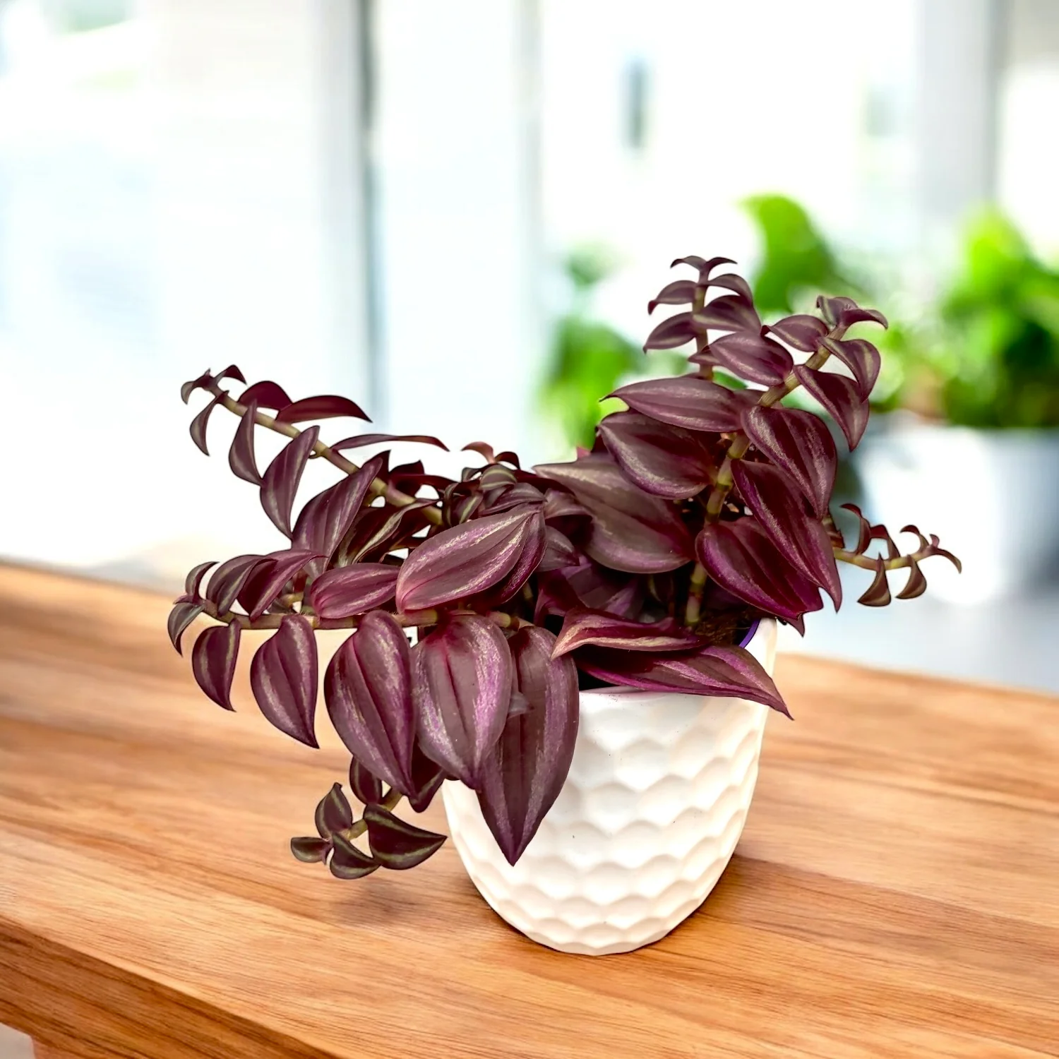 Tradescantia zebrina ‘Purple Passion’ – planta curgatoare cu frunzis violet
