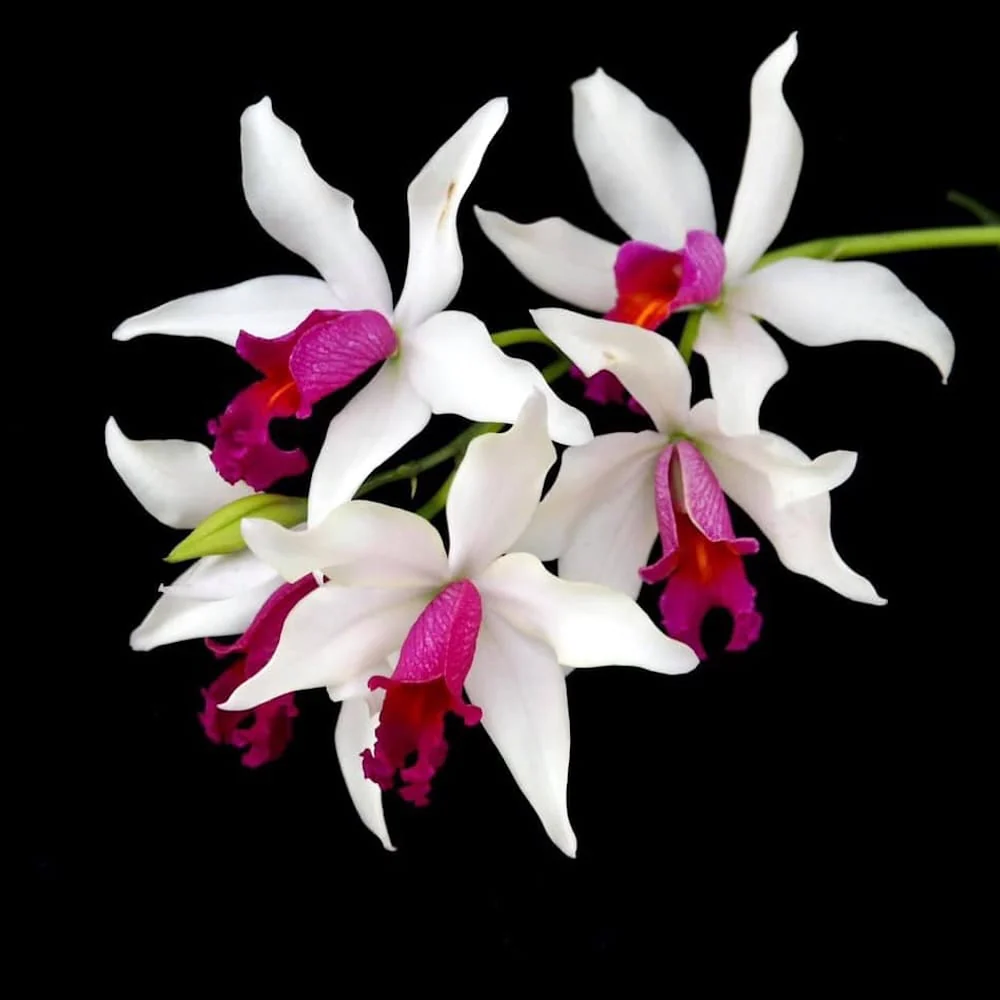 Myc. RIO’s Little Treasure (C. violacea × Mcp. albopurpurea) – flori parfumate