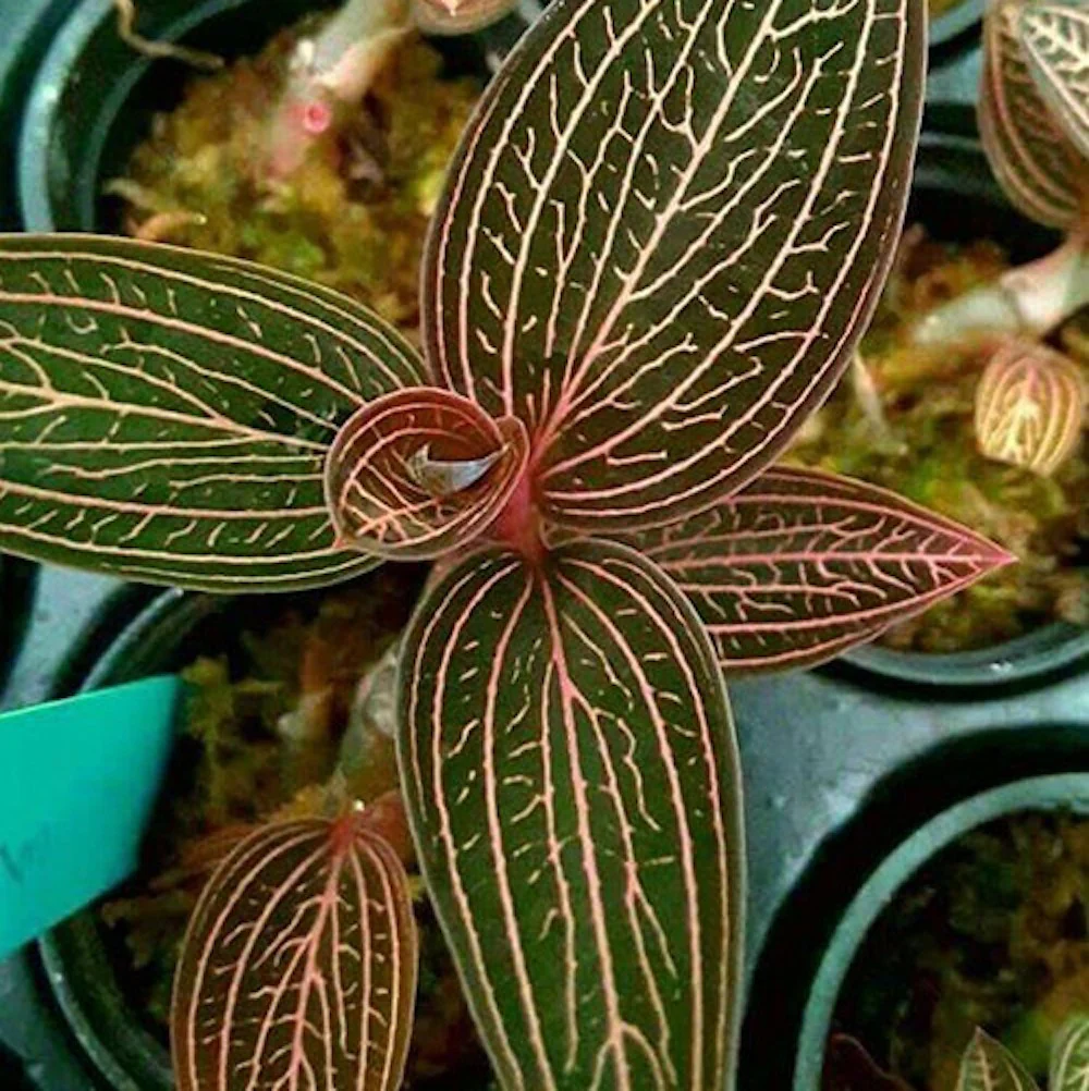 Ludochilus Dominyi × Anoectochilus roxburghii * (Jewel Orchid) – orhideea bijuterie