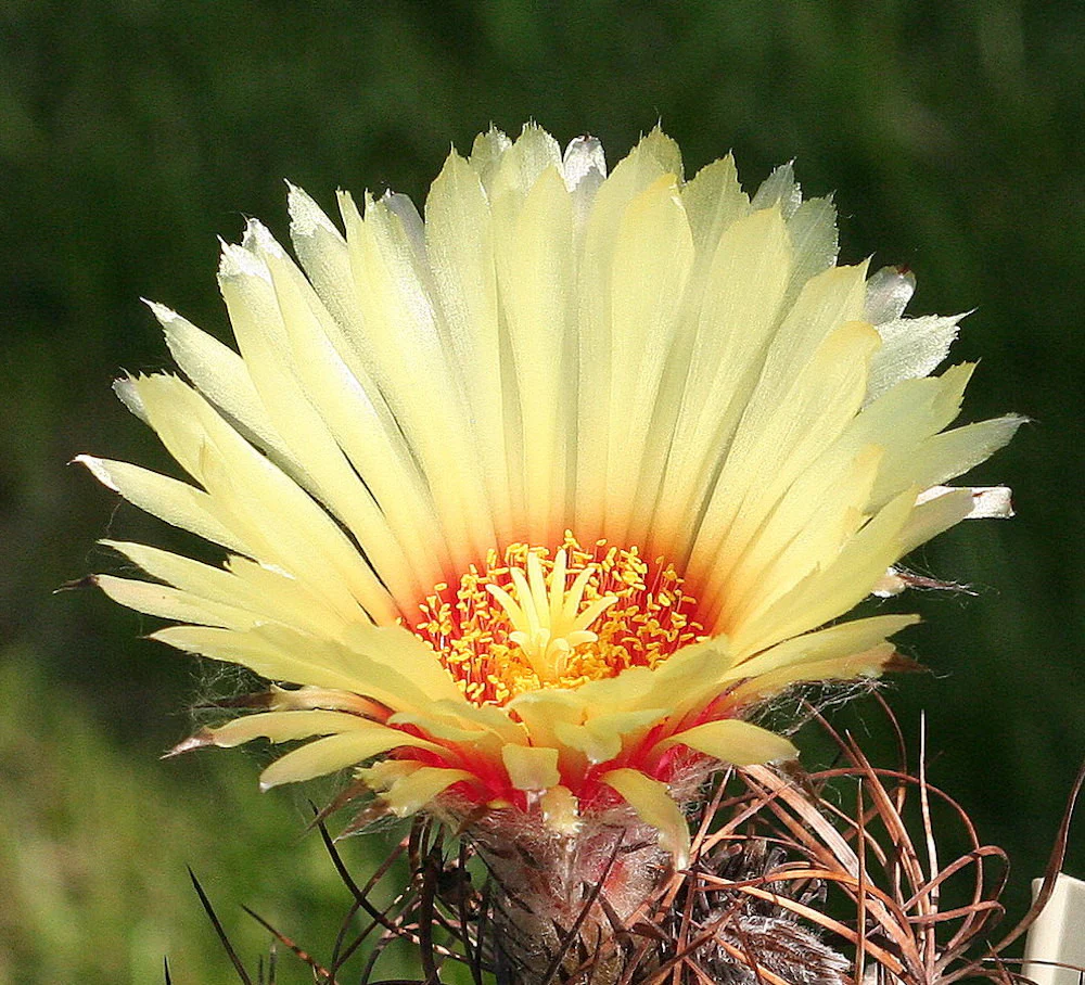Astrophytum capricorne – cactus rar cu spini rasuciti si flori galbene spectaculoase