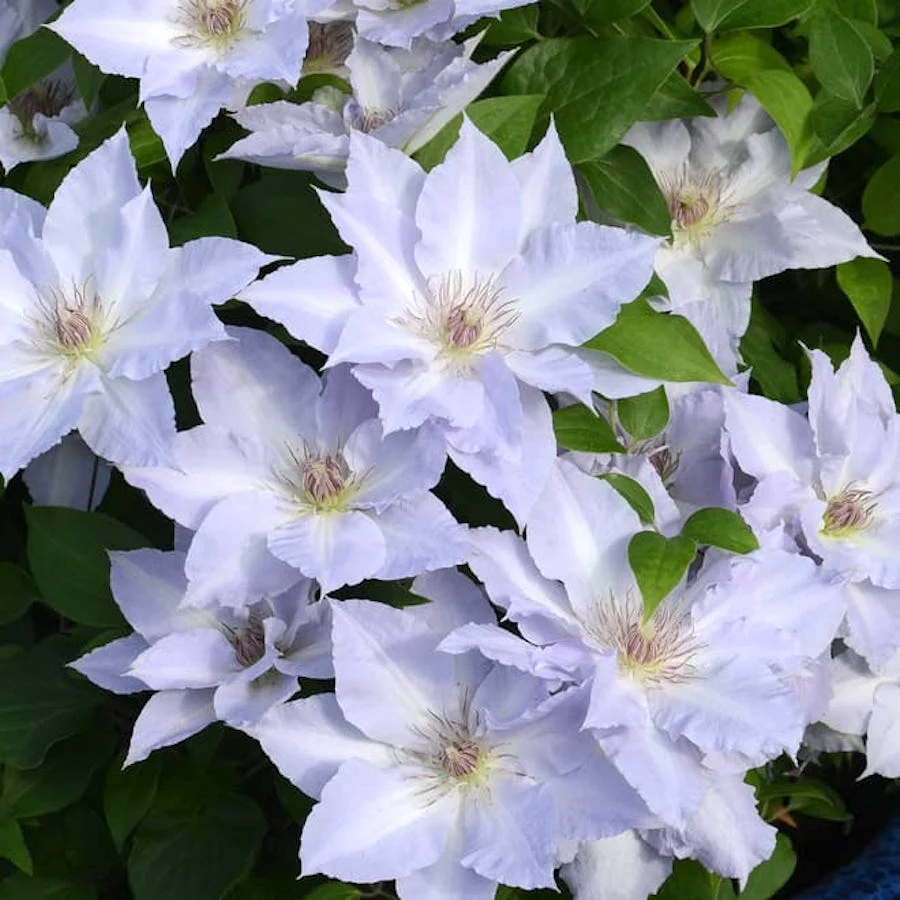 Clematis 'Tranquilite’ (Evipo111) cu floarea XL