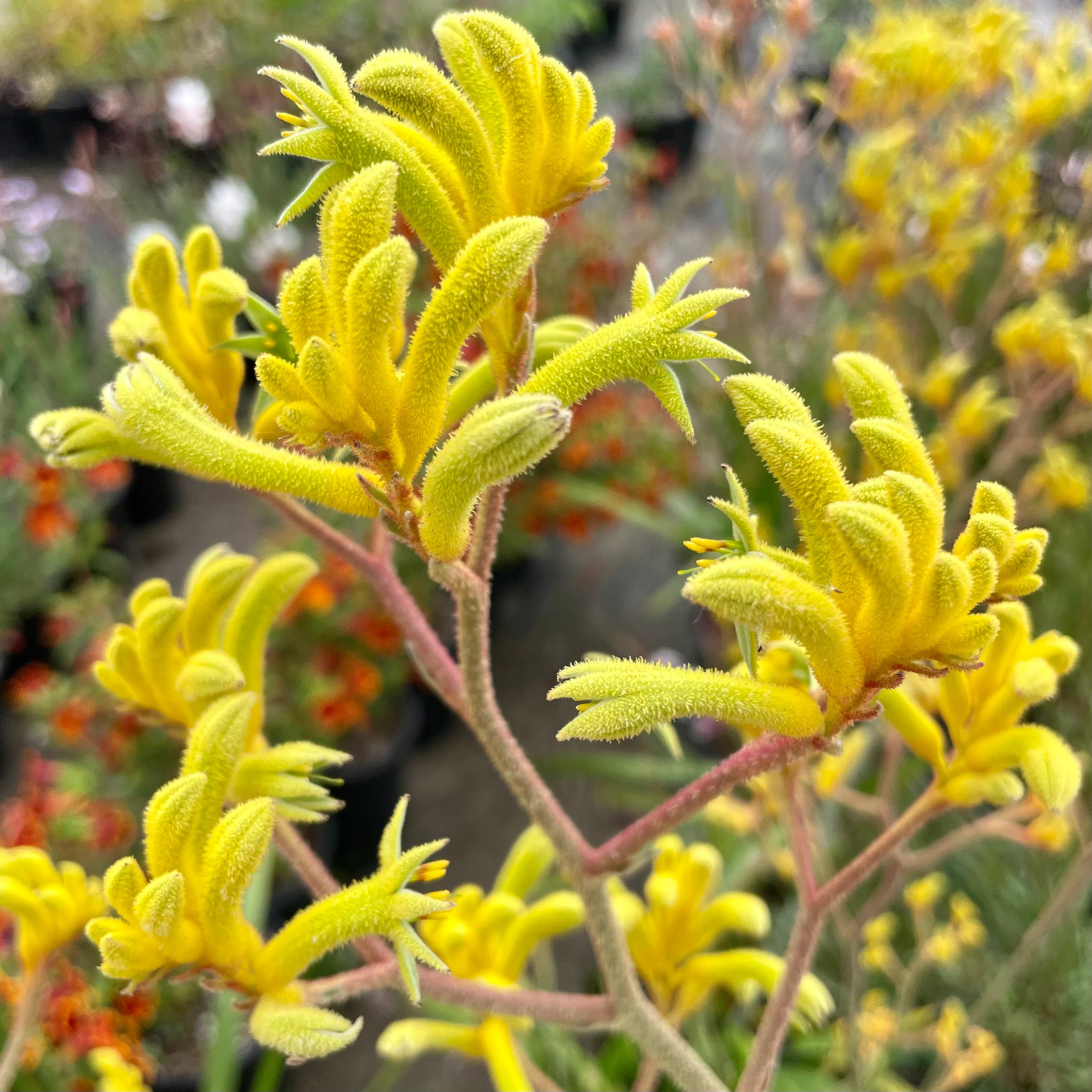 Anigozanthos Yellow (Kangaroo Paw)