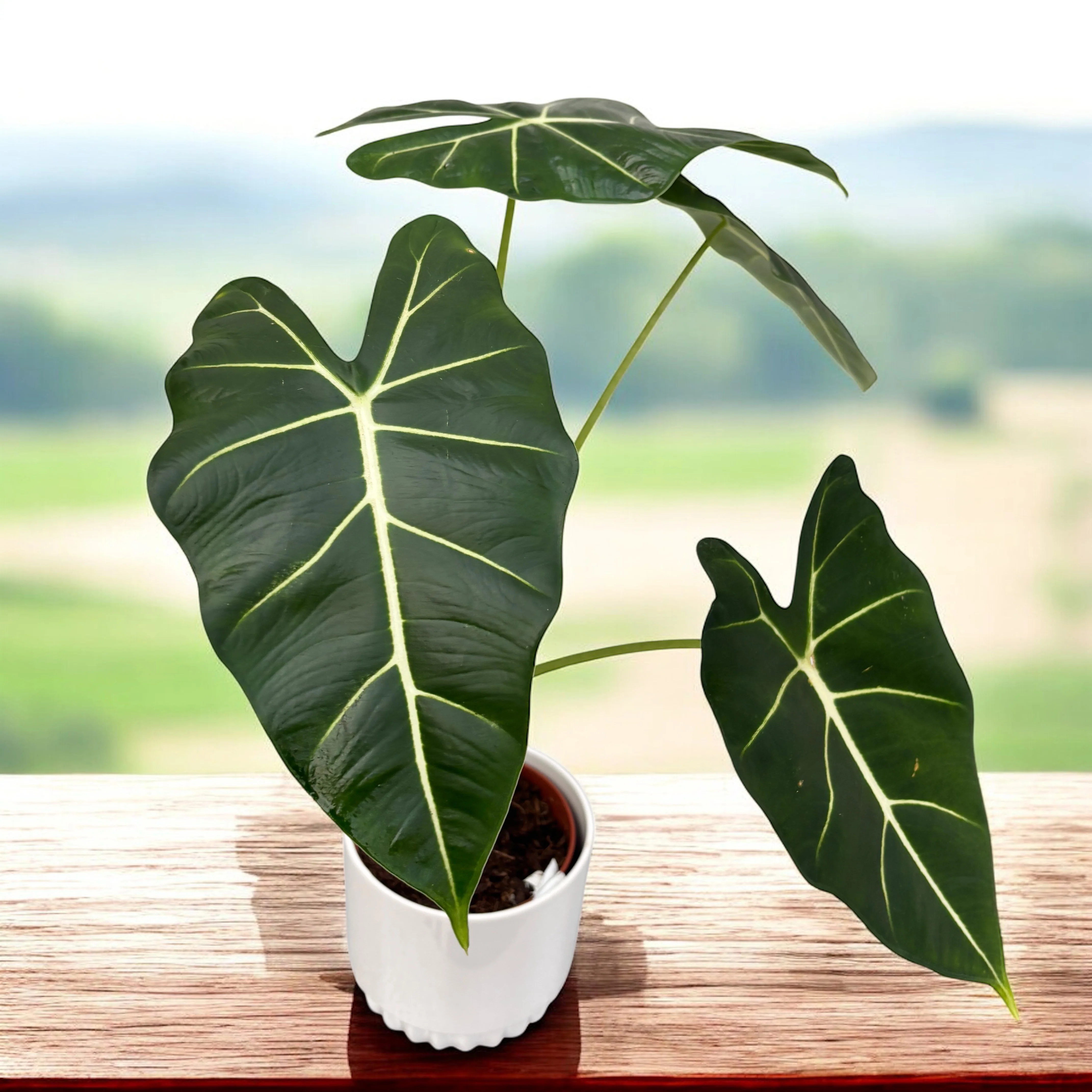 Alocasia Micholitziana 'Frydek’