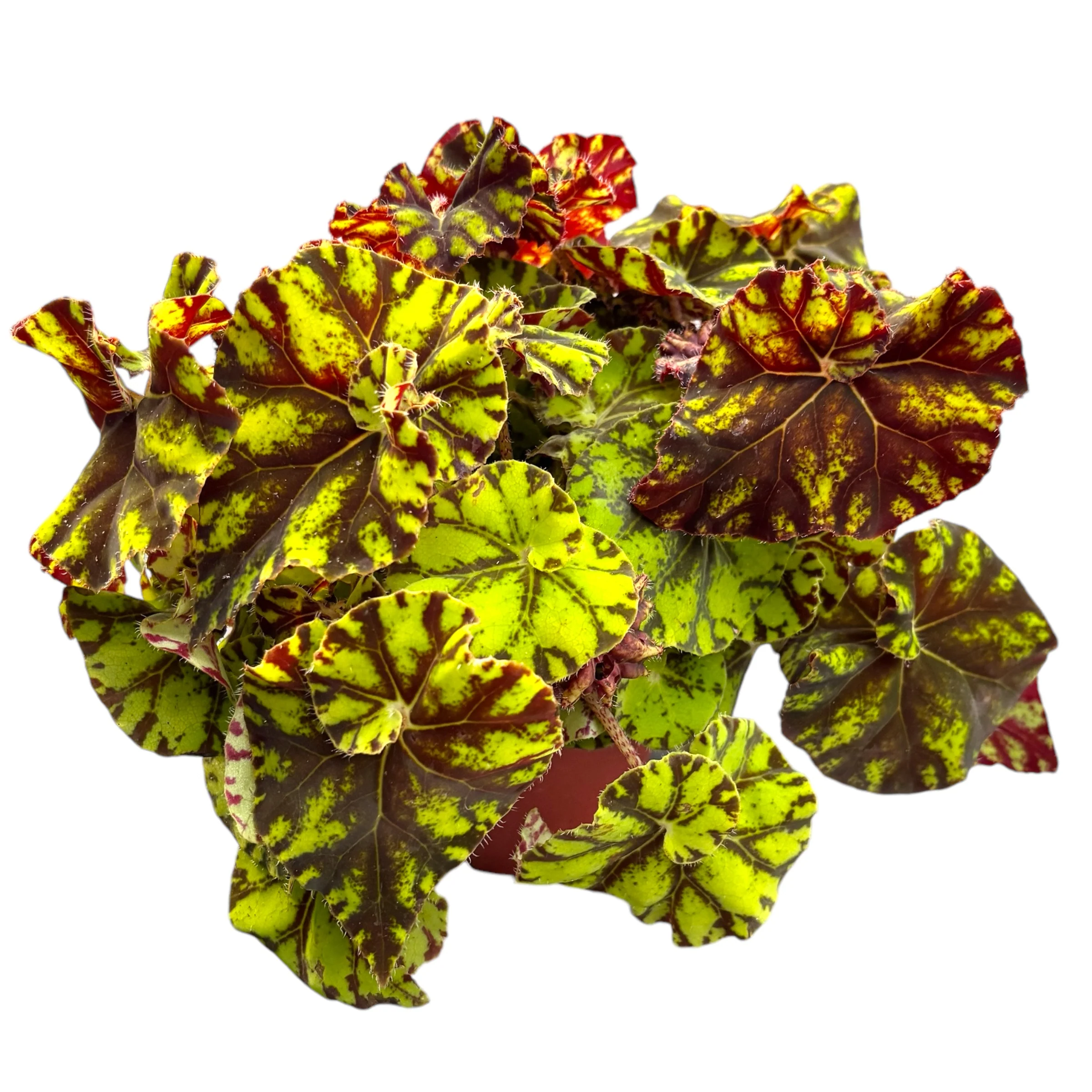 Begonia Magic Colours 'Zumba’