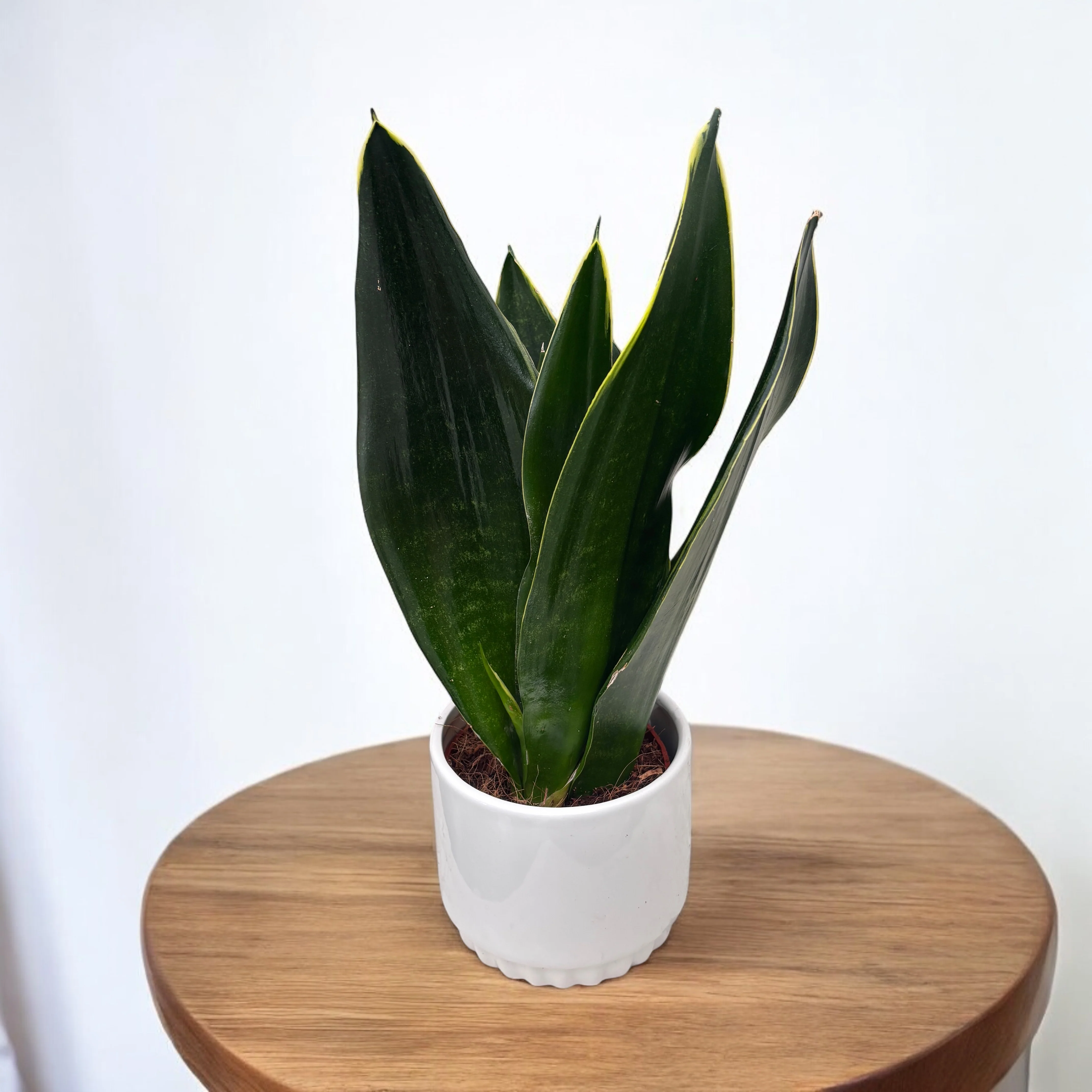 Sansevieria 'Black Diamond’