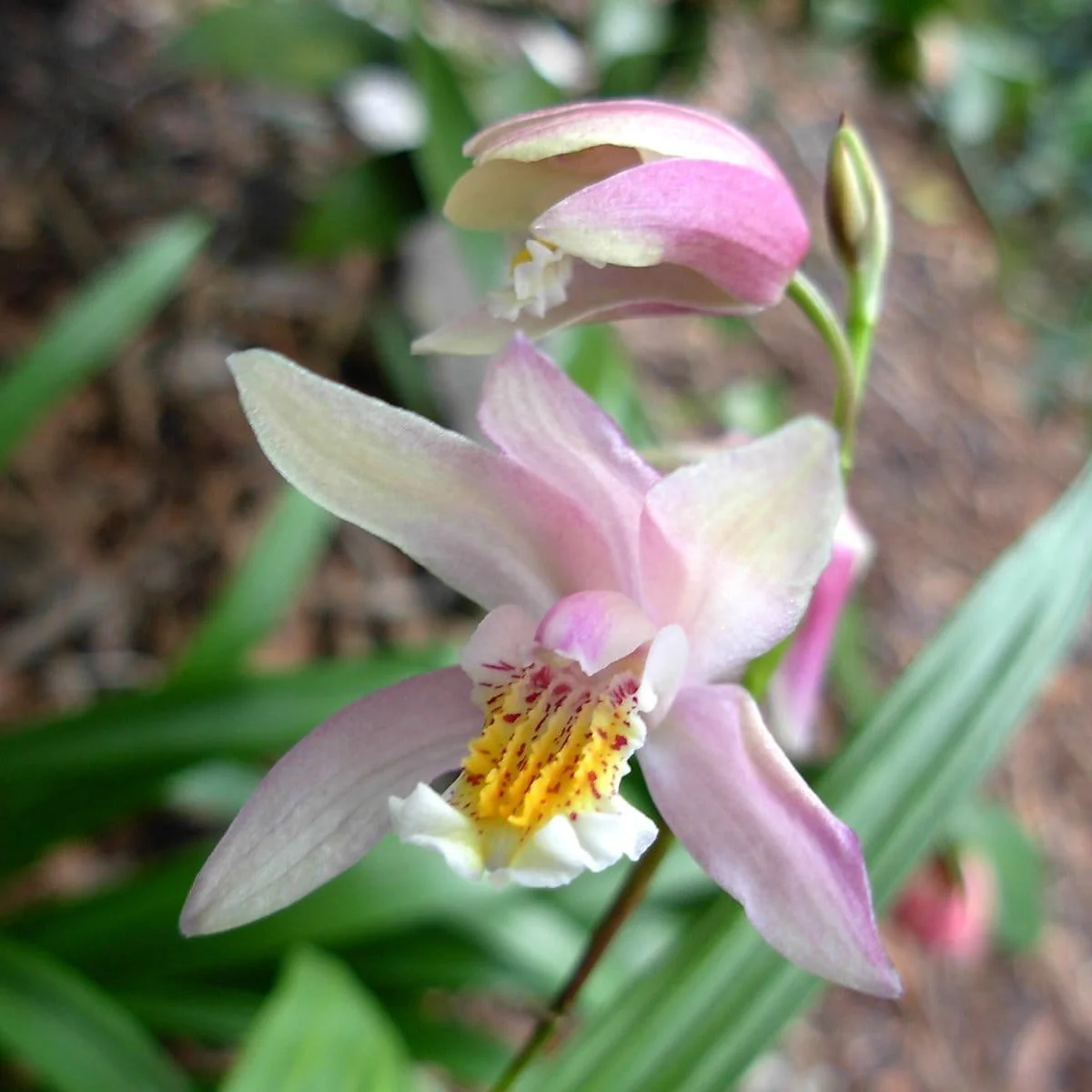 Bletilla Coritani – Orhidee de gradina
