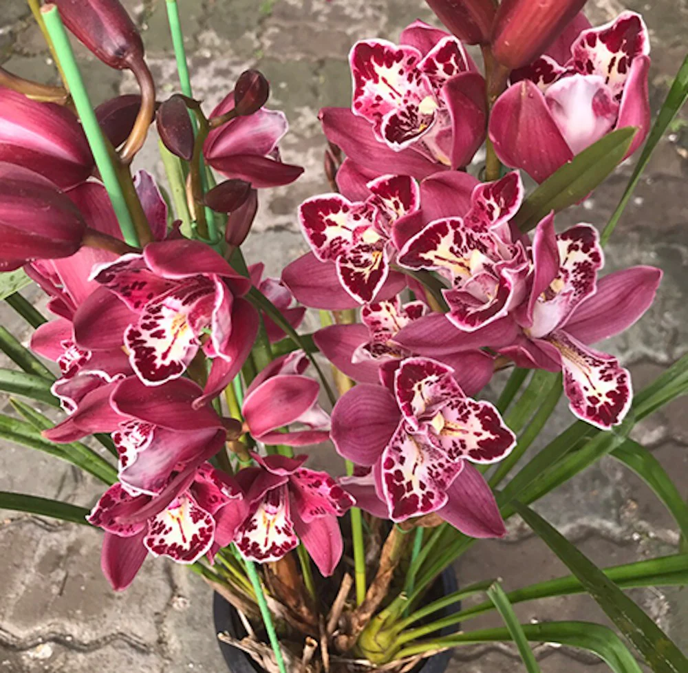 Orhidee Cymbidium Rich Wealth 'Red Ruby’ (Peloric)