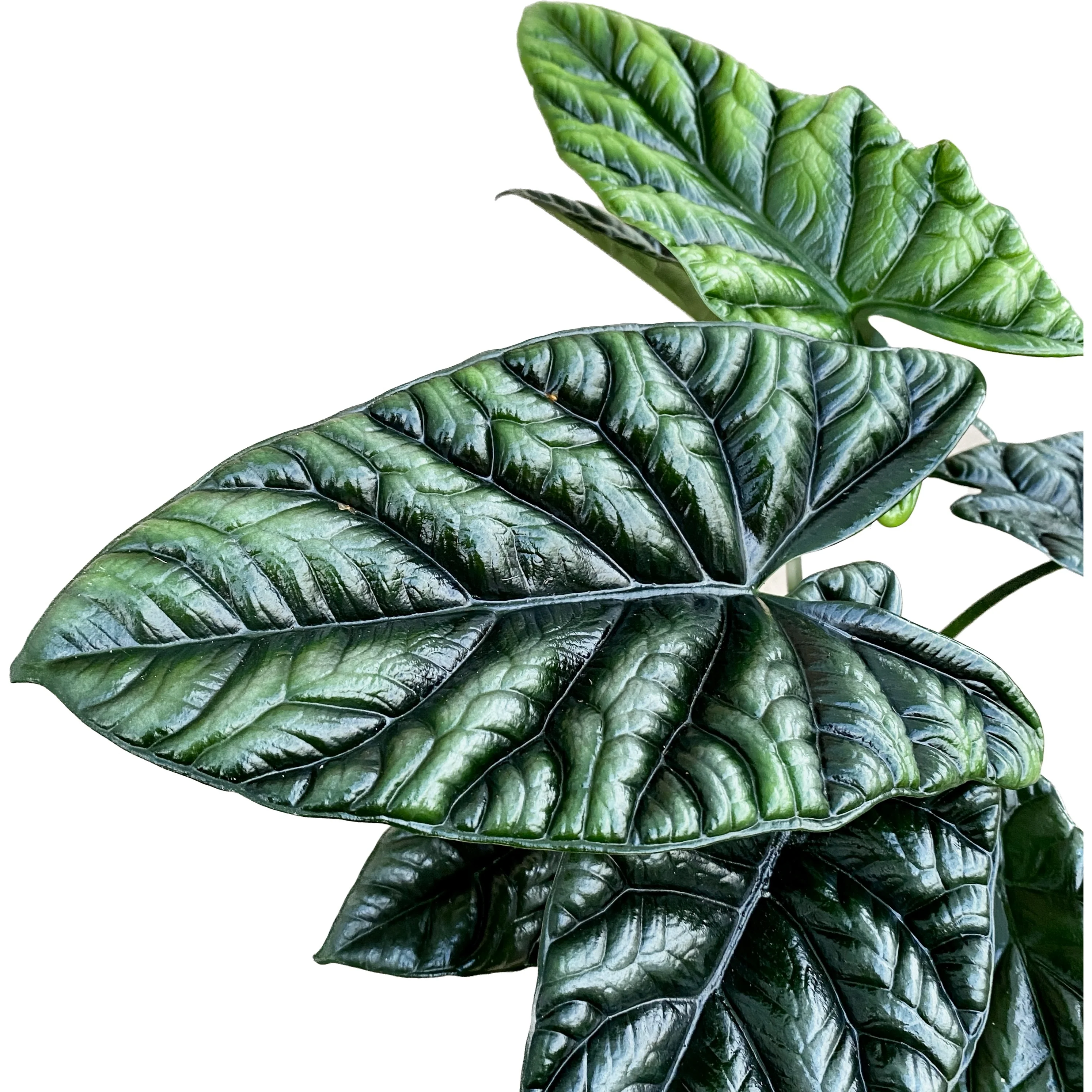 Alocasia sinuata