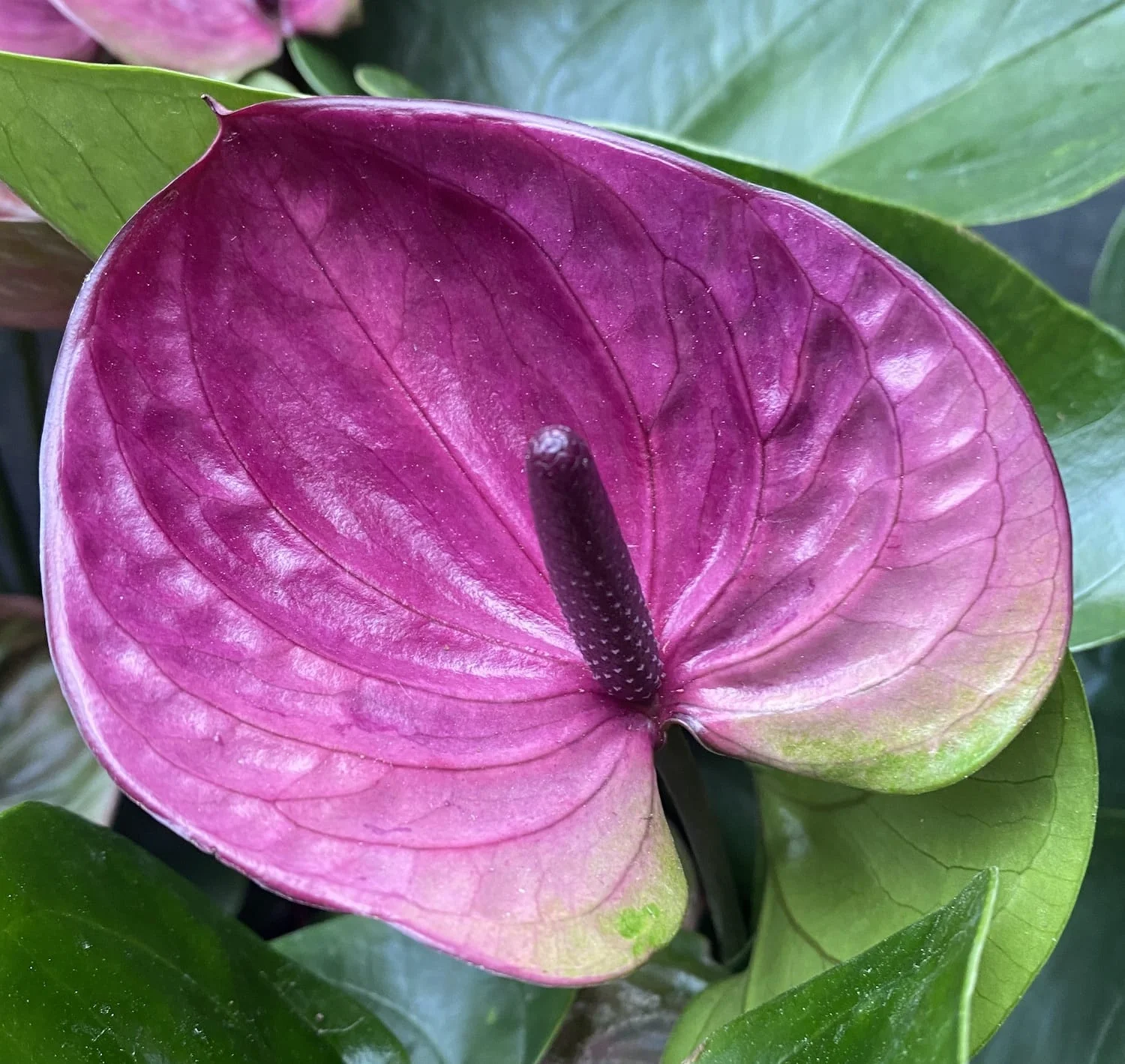 Anthurium 'Tesoro’