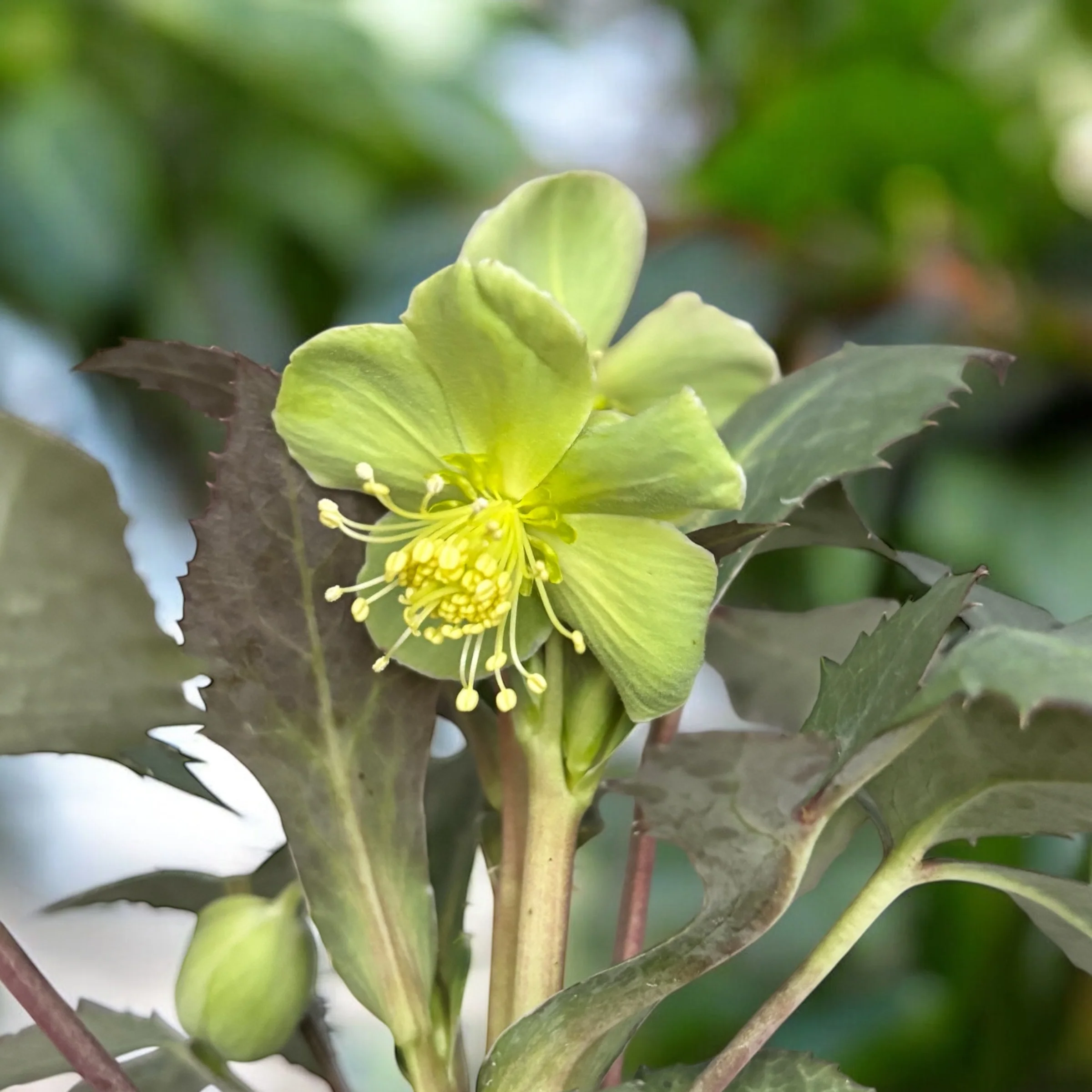 Helleborus × sternii ‘Silver Star’ – spanz de iarna