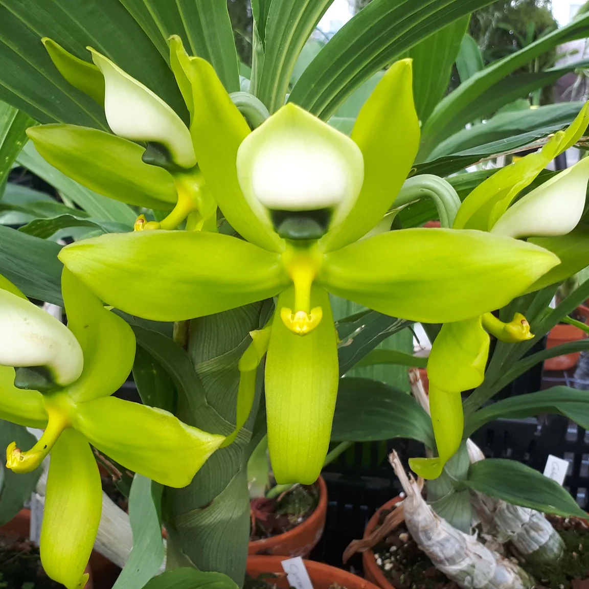Cycnoches chlorochilon 'Jumbo’ – flori uriase, parfumate!