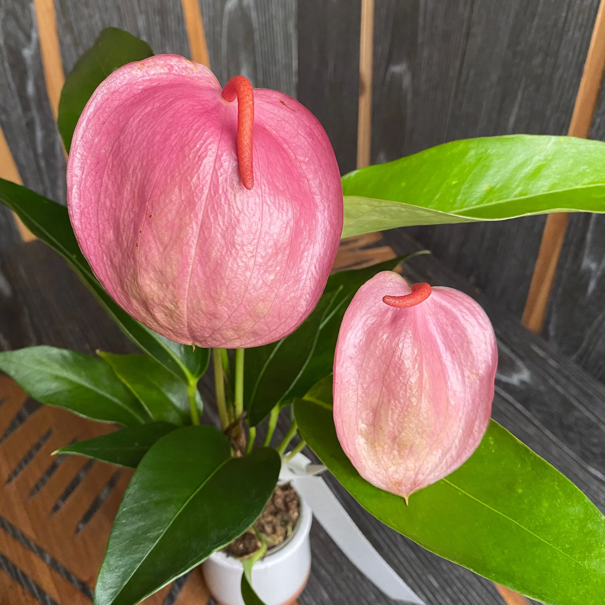 Anthurium Scherzerianum Lilian