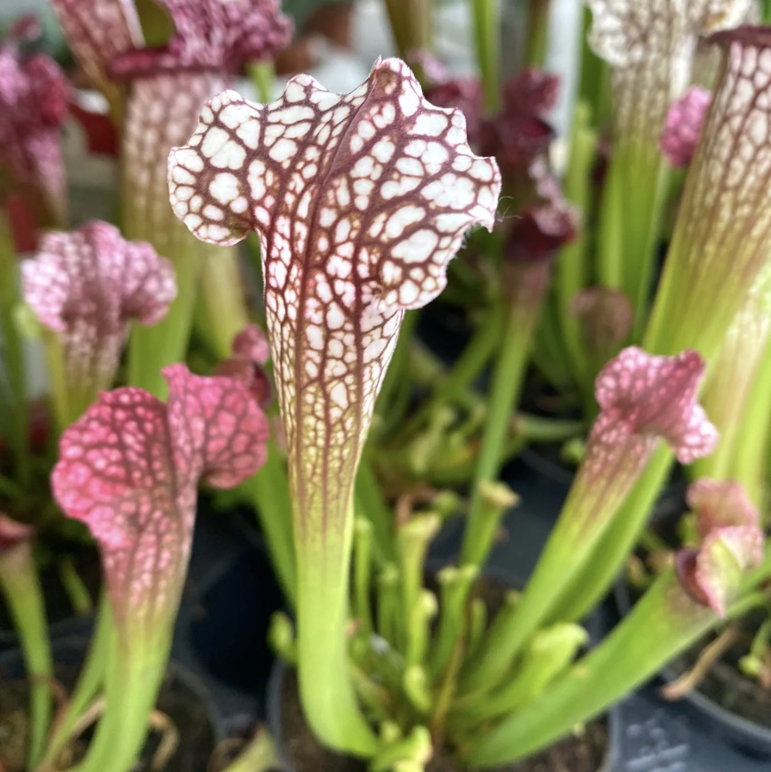 Sarracenia leucophylla 'Mississippi’ – planta ulcior